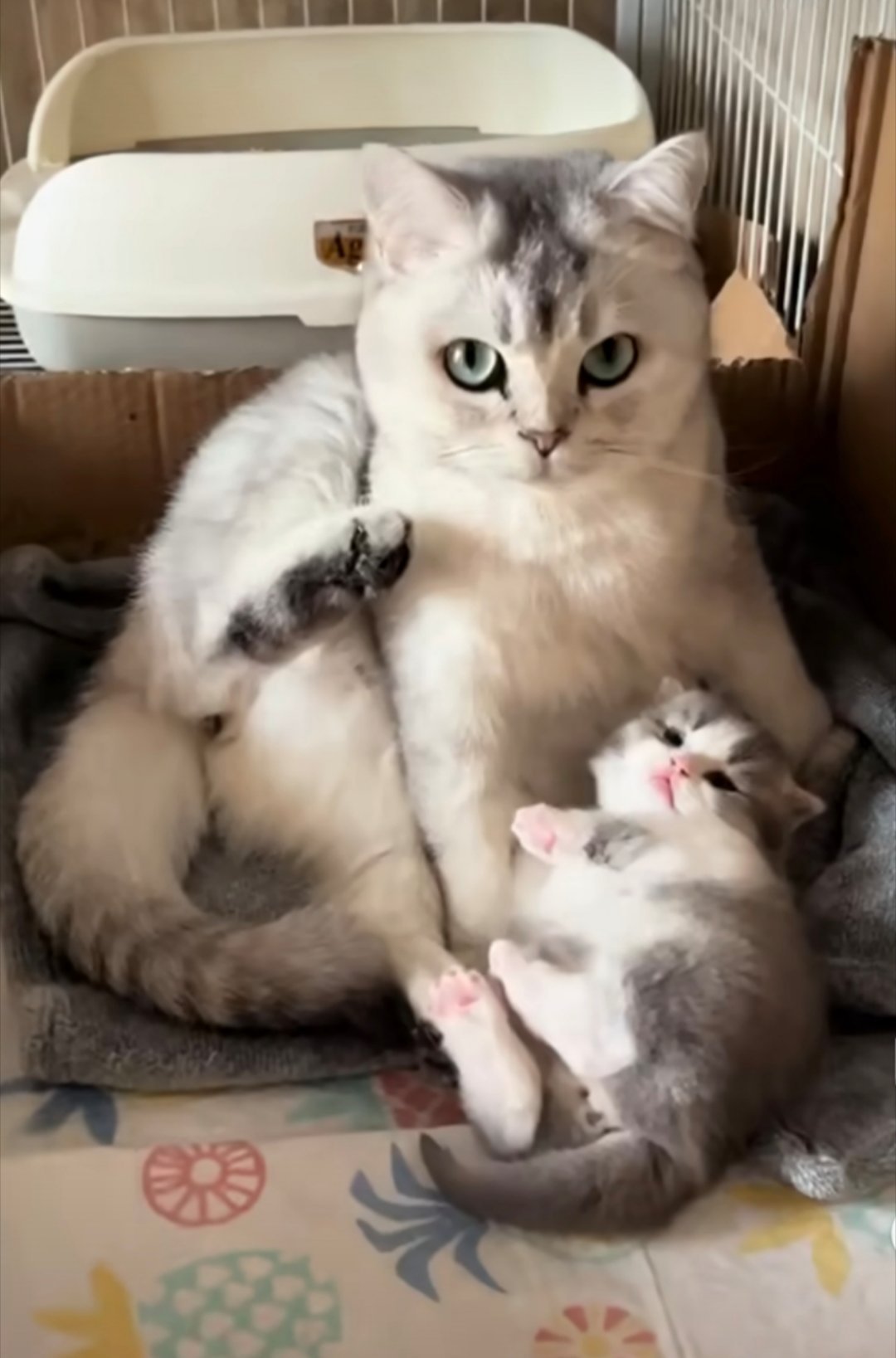 当小猫也是独生子女时胖得像个小冬瓜一样[抱一抱] ​​​