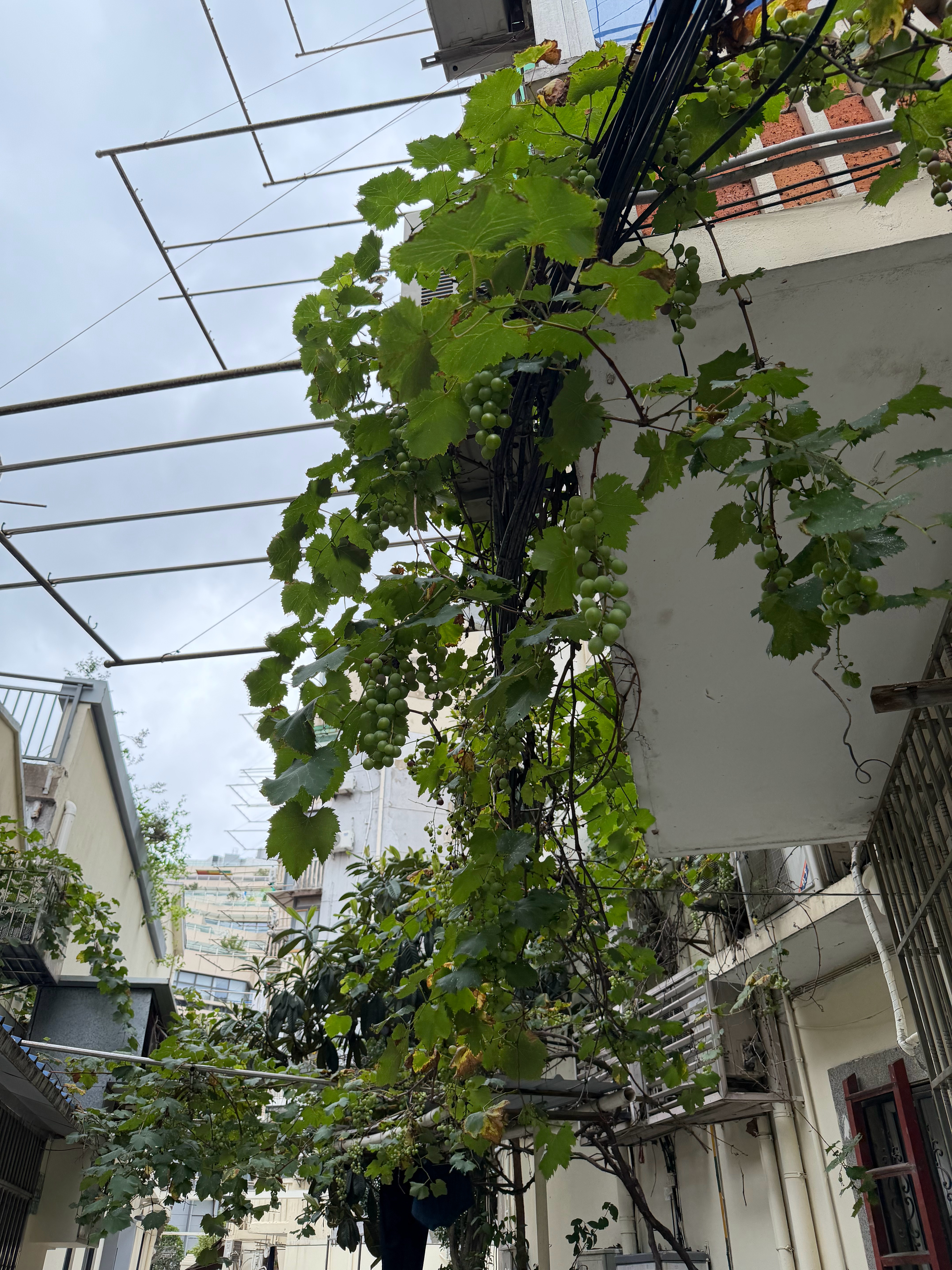 我妈小时候就住图1这样的房子，在思南路上，后来改成了周恩来纪念馆。不知道现在这样
