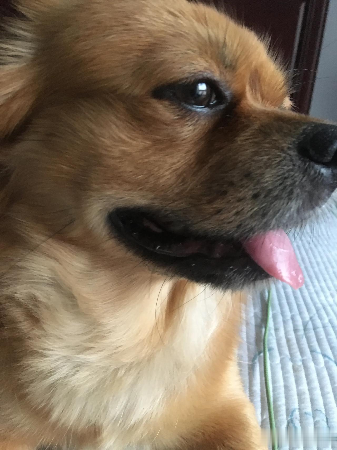 家里养的这条小狗，除了不会说话外，简直没有它不懂的事。每天早晨4:00，它会准时