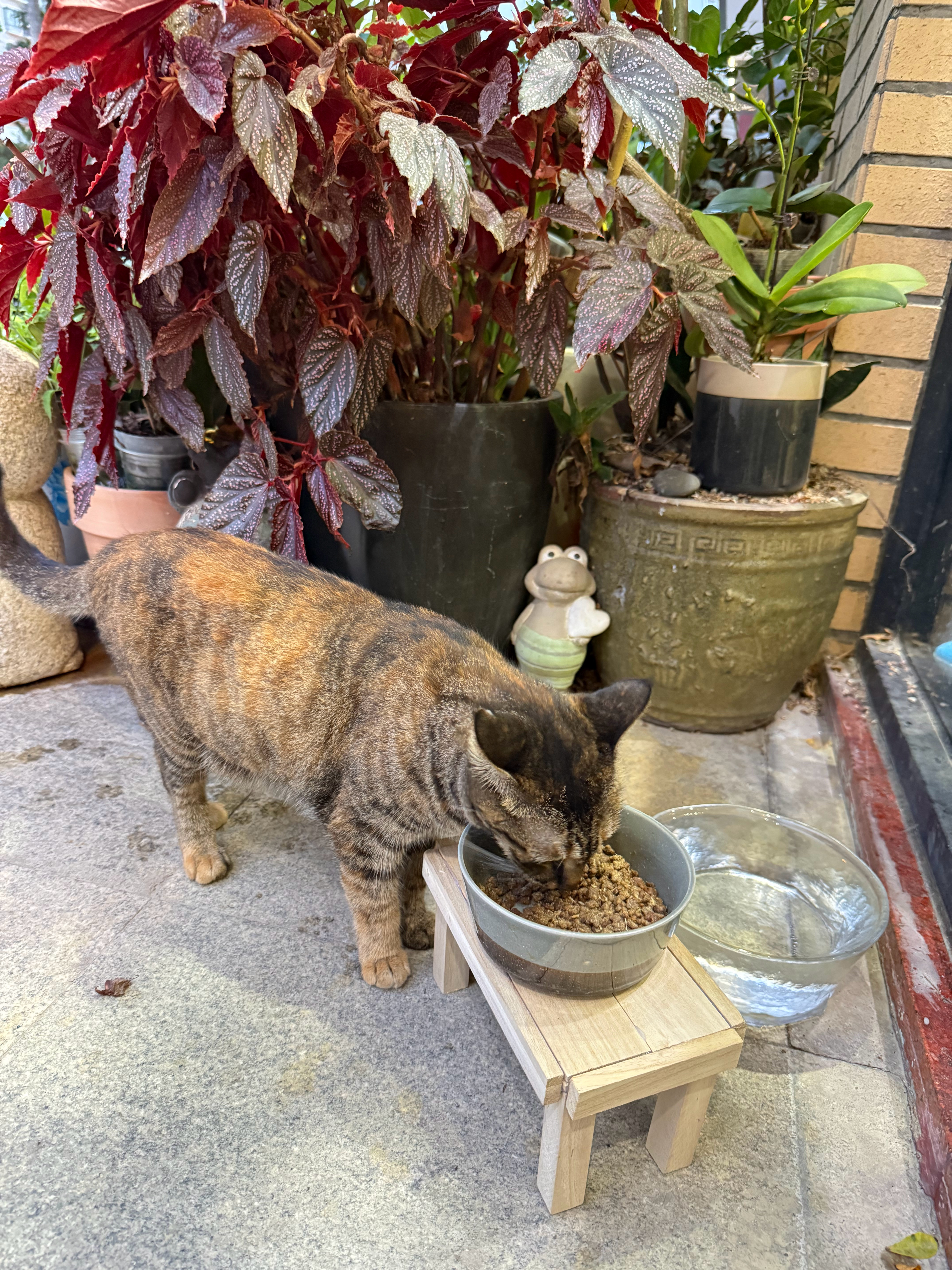 台风红霞已加强为强台风其实从下午就开始暴雨，小猫们过来门口吃饭都是趟水来的，留下