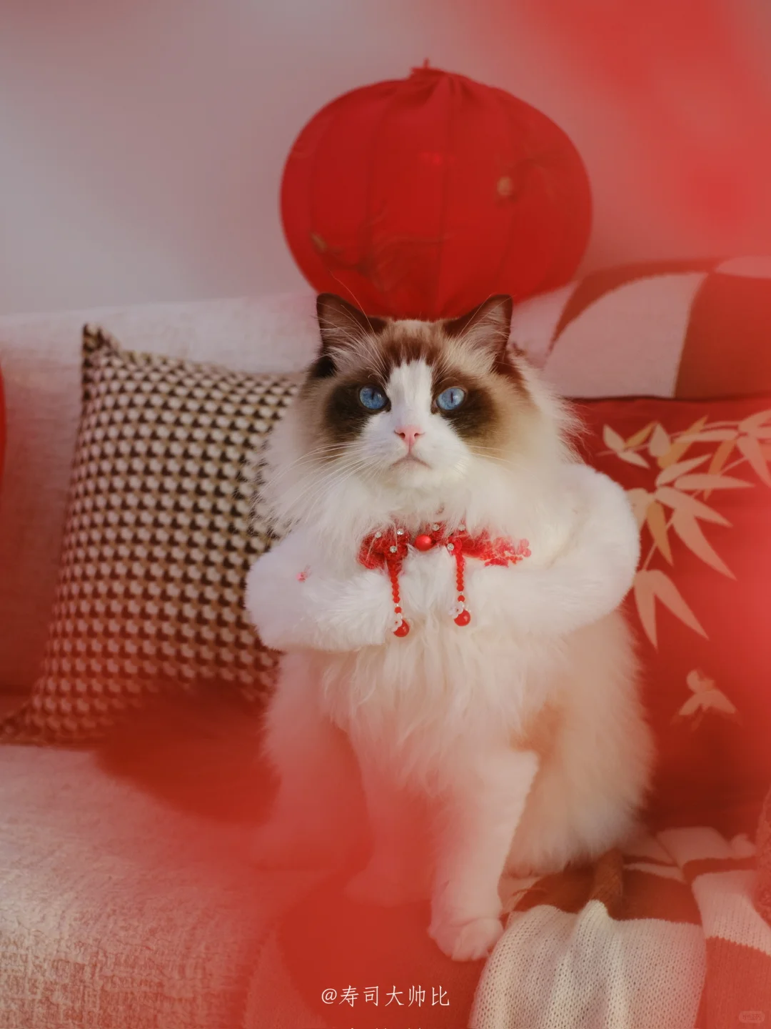 携小猫给大家拜年啦🧧