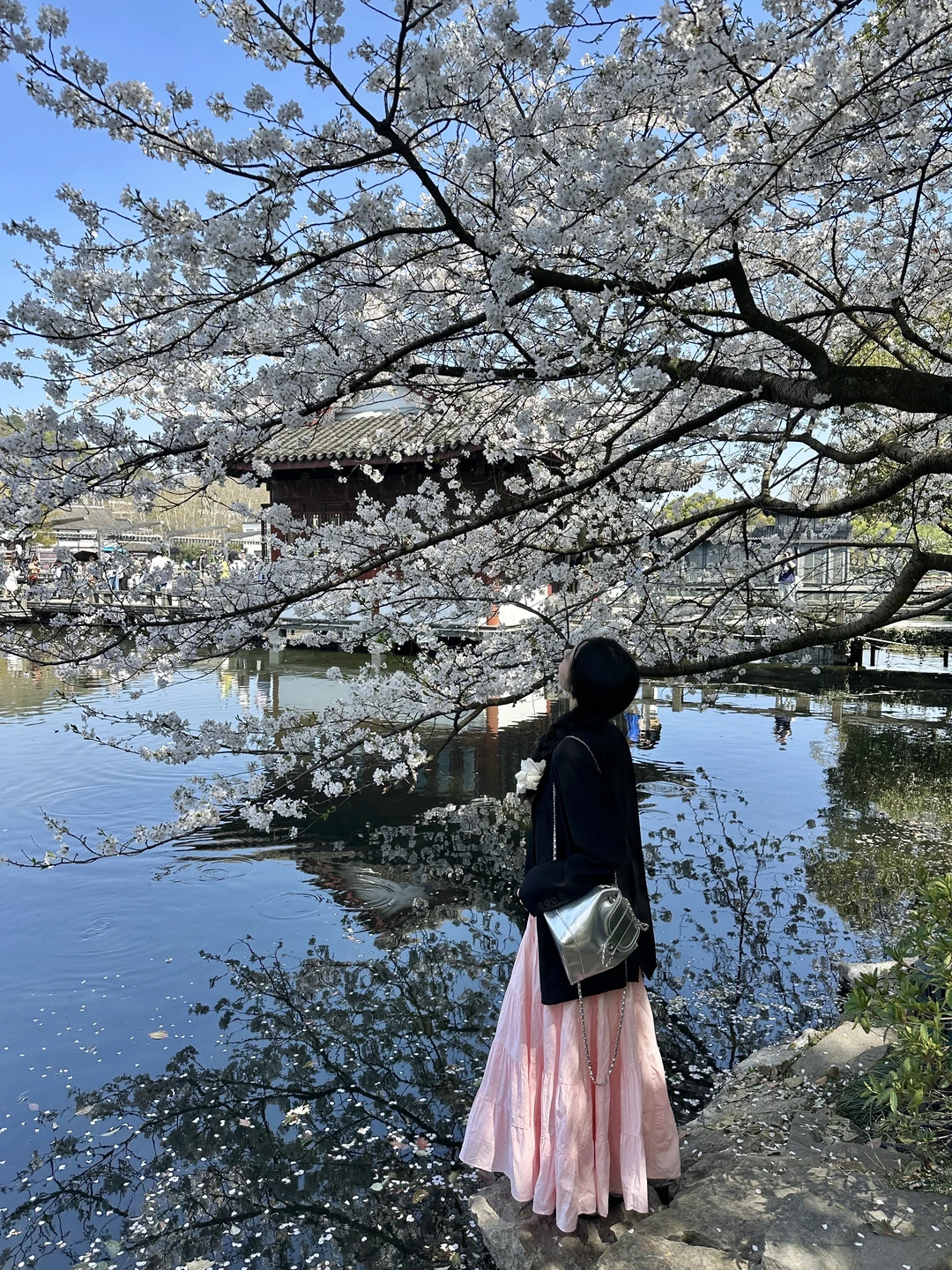 Live直出的美！杭州已迎来樱花季！附攻略🌸📸