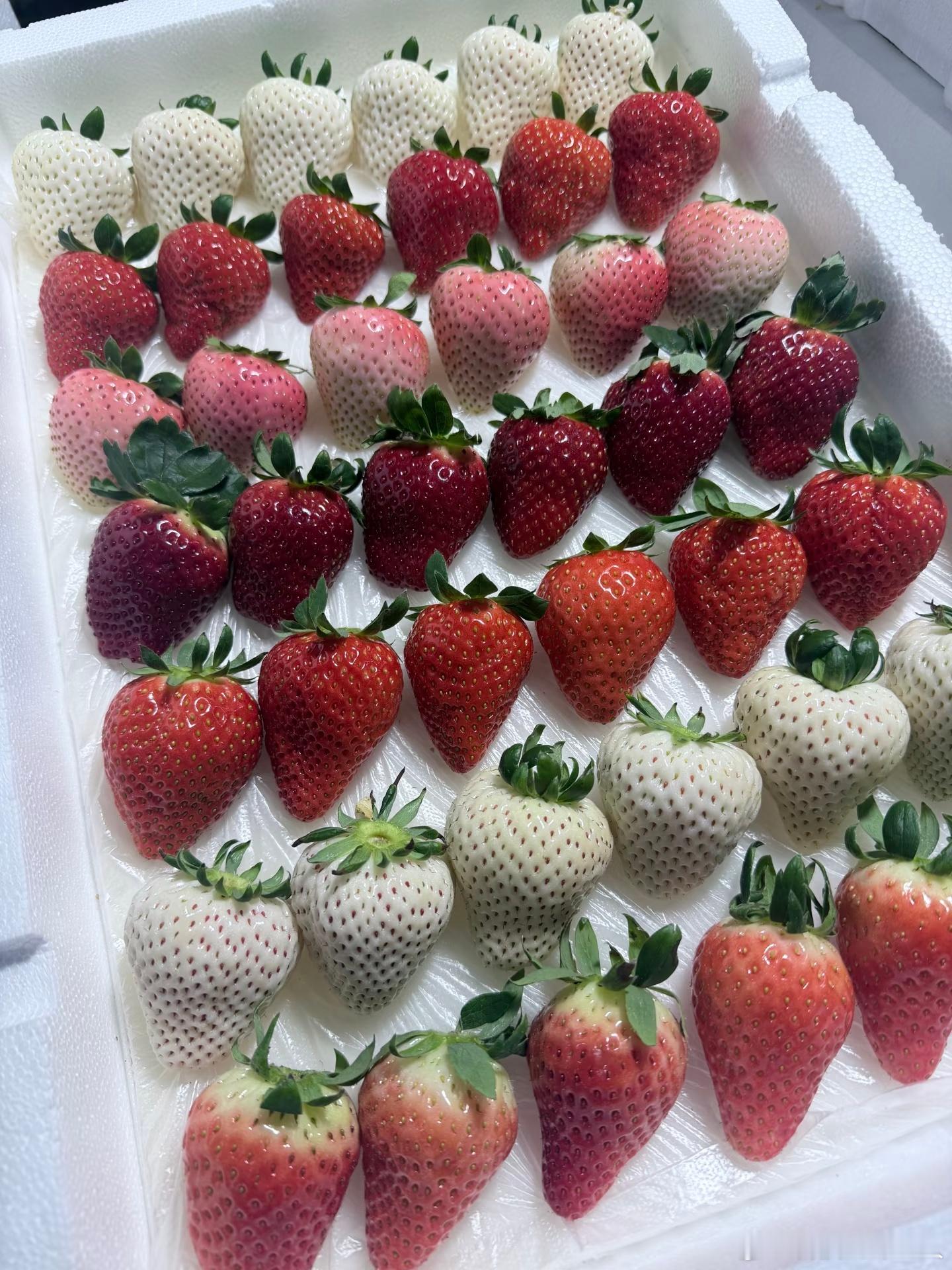 车厘子降价后黑草莓成水果新贵还真不是变异来的，现在草莓种类很多，人工培育的已经超