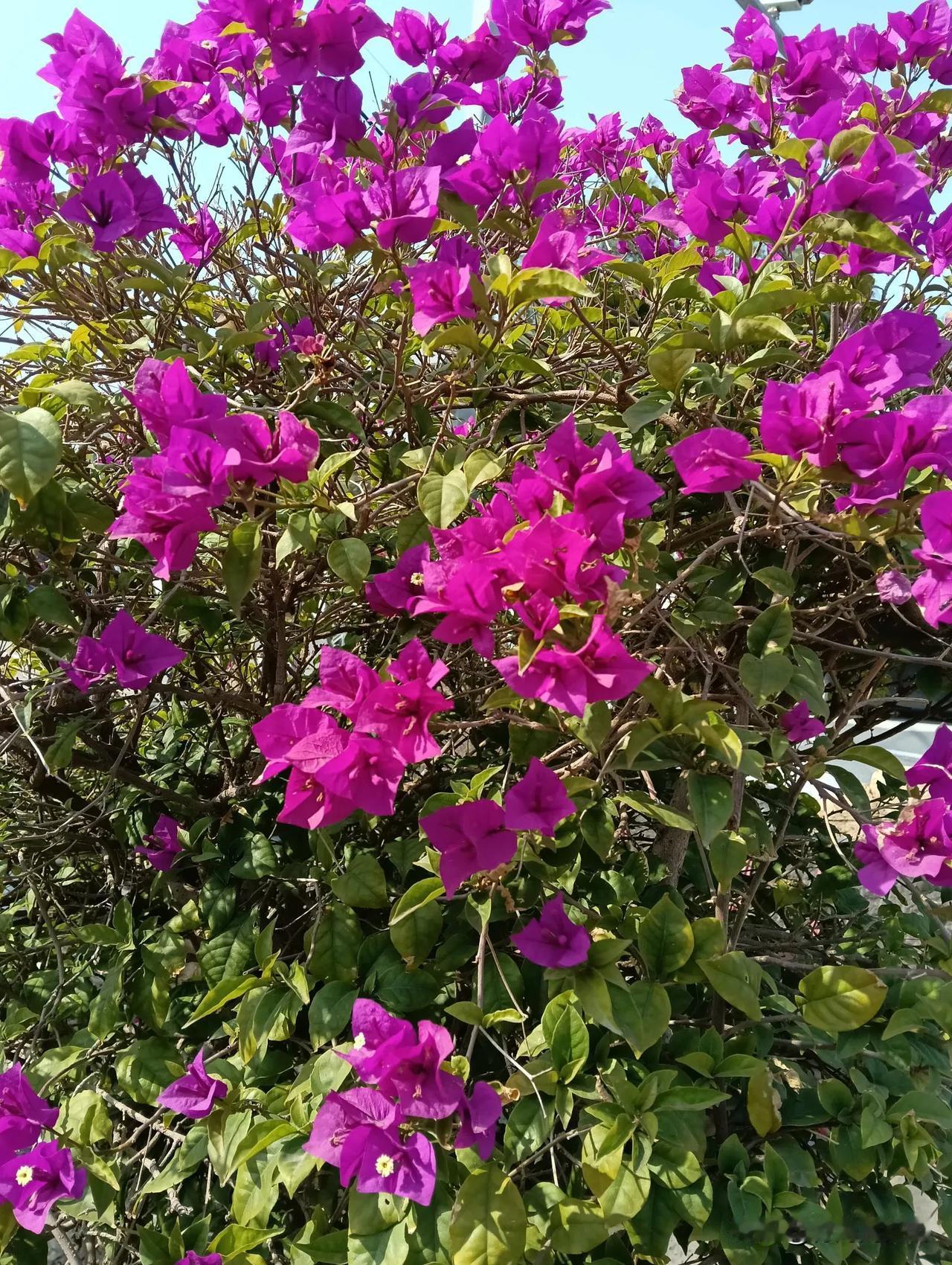 开得正盛的三角梅#记录秋日精彩瞬间#