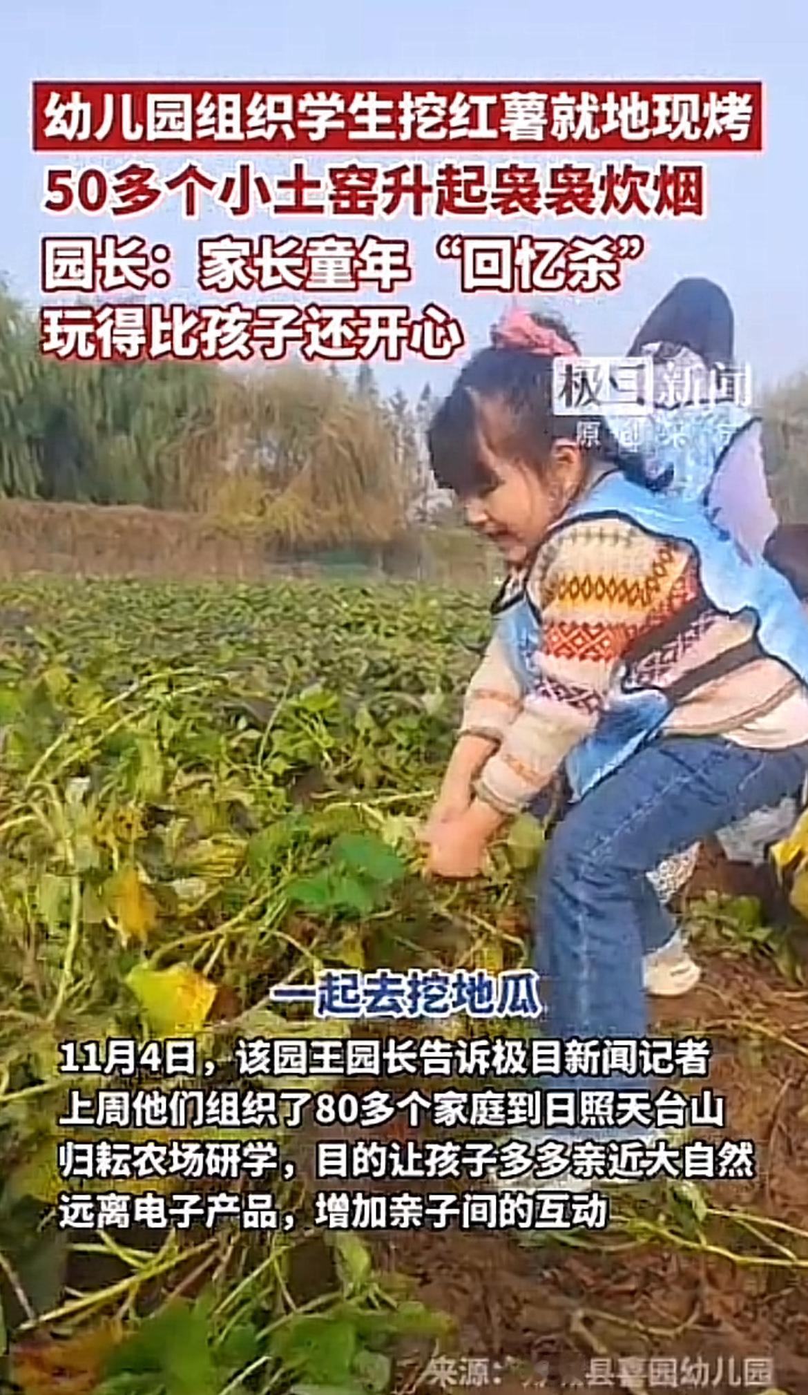 2025年10月21日，保定满城区第三幼儿园举办的挖蜜薯亲子研学活动，让家长们回