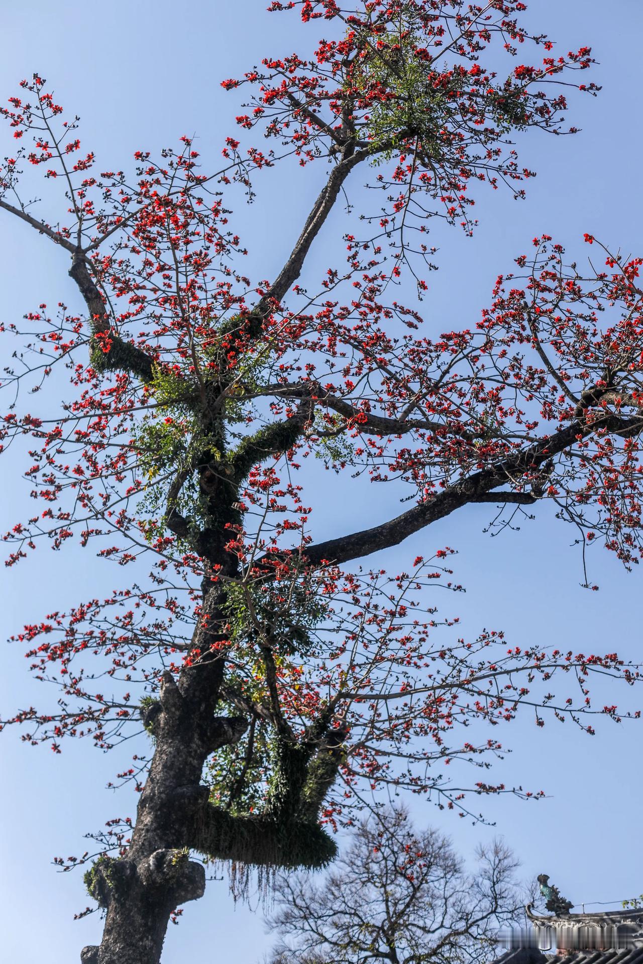 广州市的市花—木棉花开的正美
来广州旅行的你记得要来拍照打卡呀！
#春天旅行# 