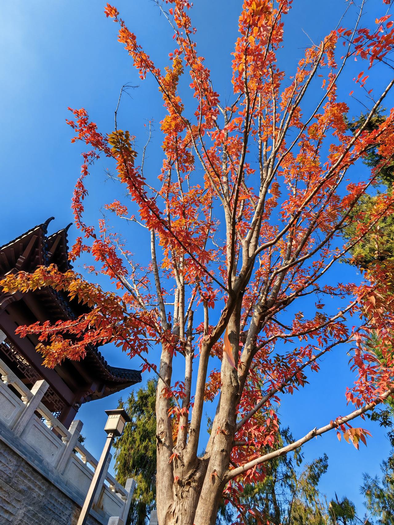 晒图笔记大赛，武汉市马鞍山森林公园东湖笛园里的一棵红叶树。这棵树在吹笛亭旁边，地
