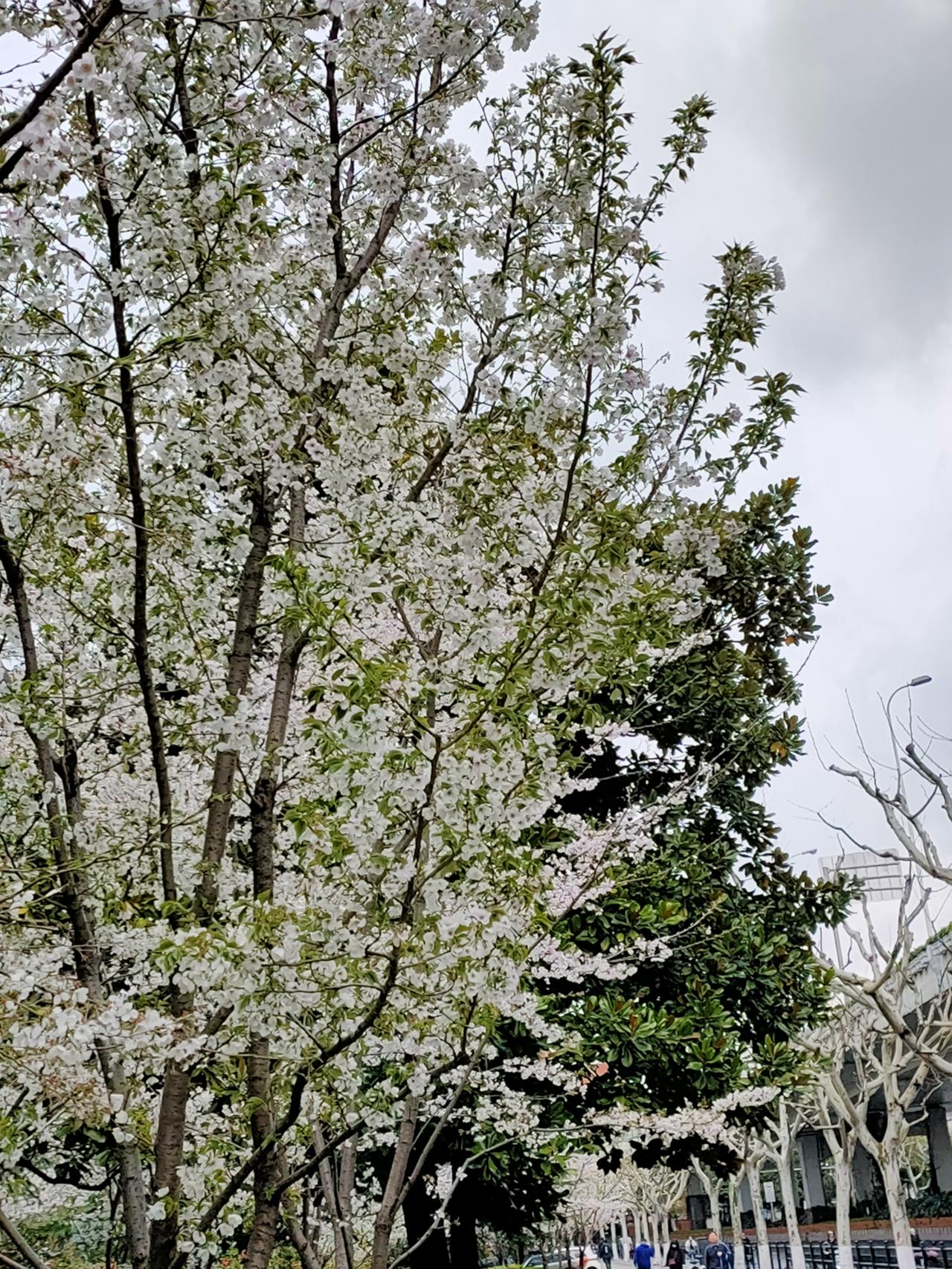书上说逝去的人还有一部分活在我们身上。
只要我们还记得，只要我们还怀念，这人世就