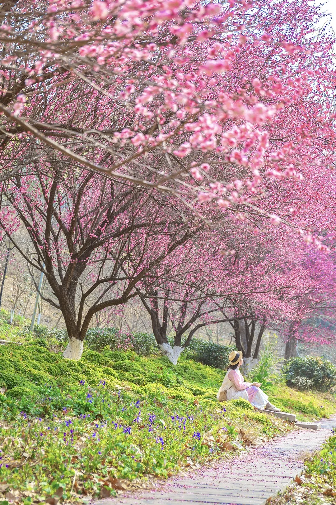 迄今为止，我最喜欢的武汉梅花林出现了…🌸