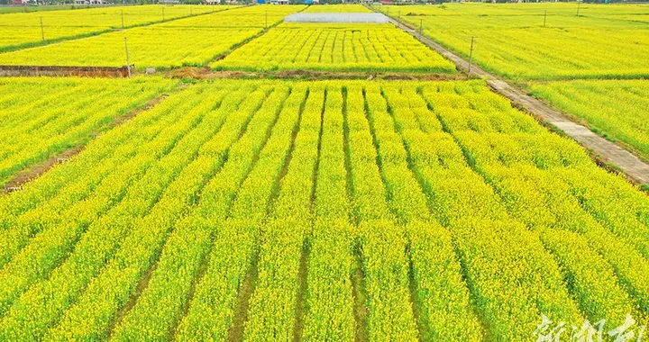 |金色大地 绚丽田园