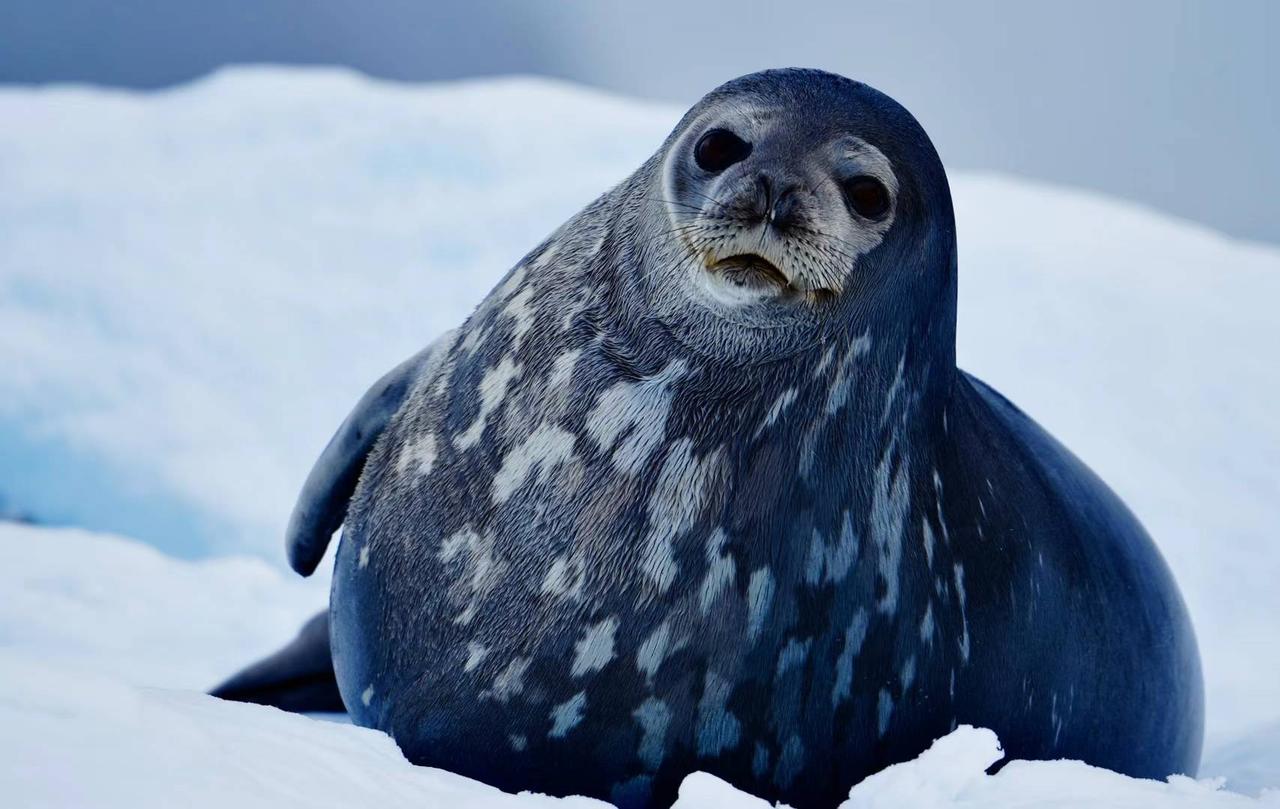 #走吧穿越南极#动物世界
[浮云]观看南极的动物也是南极旅行中重要一环，各种海豹