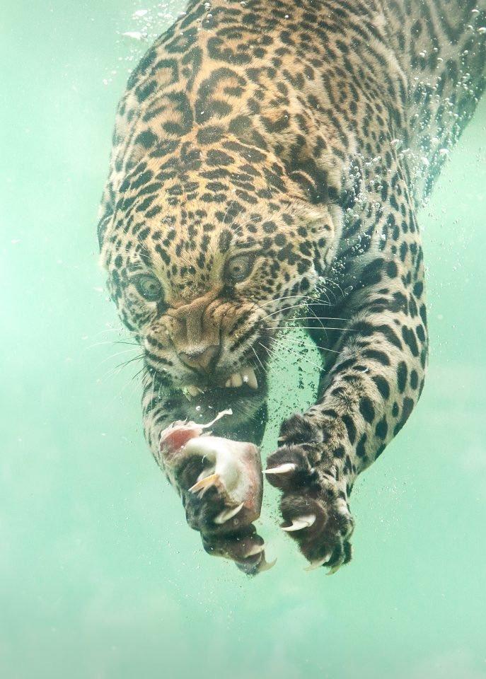 在水下吃东西的豹子，看着还有点憨哈哈哈