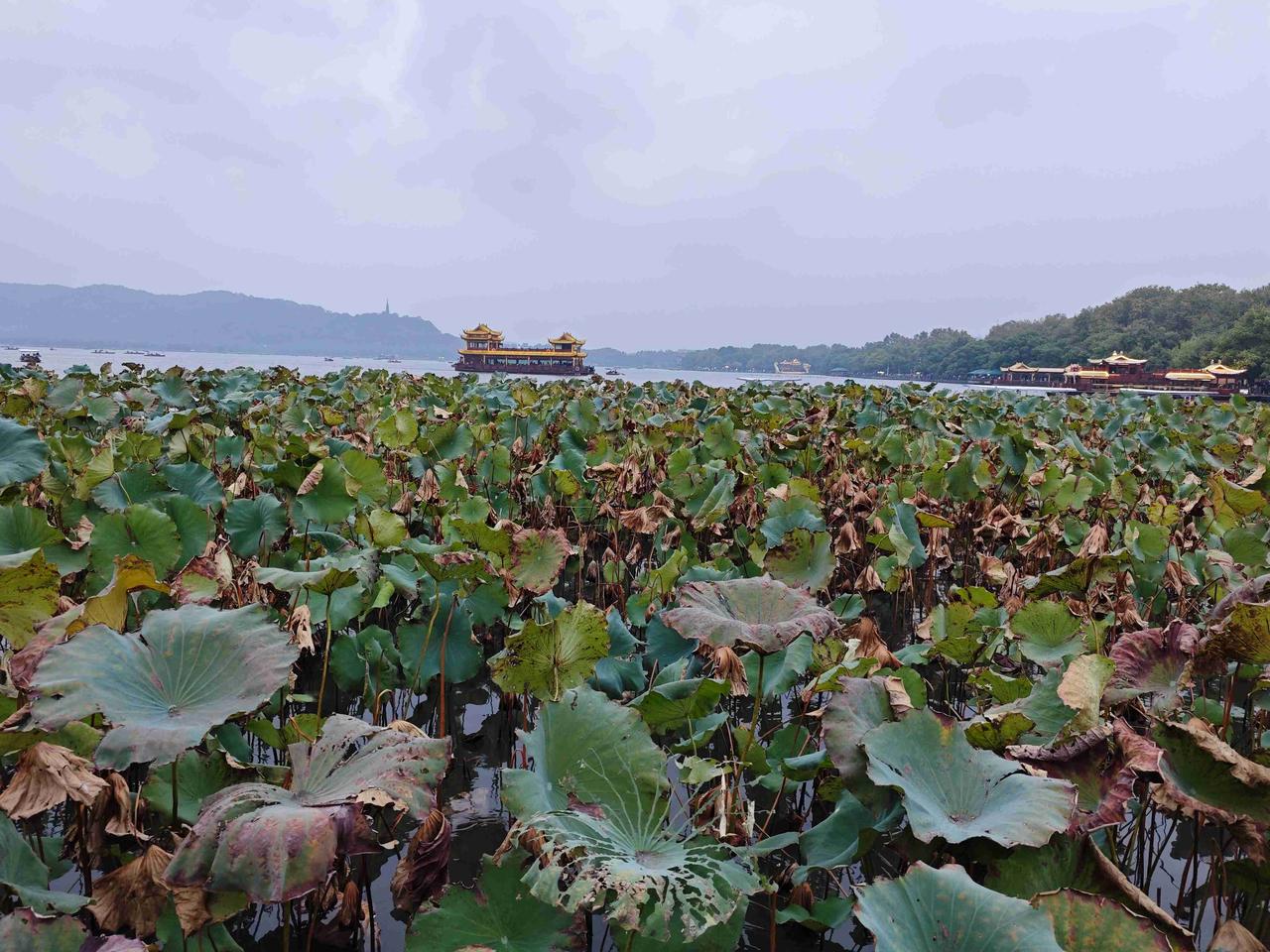我的今日状态：😁轻松愉快
我这里的天气：🌤️多云

深秋的西湖荷叶已经开始慢