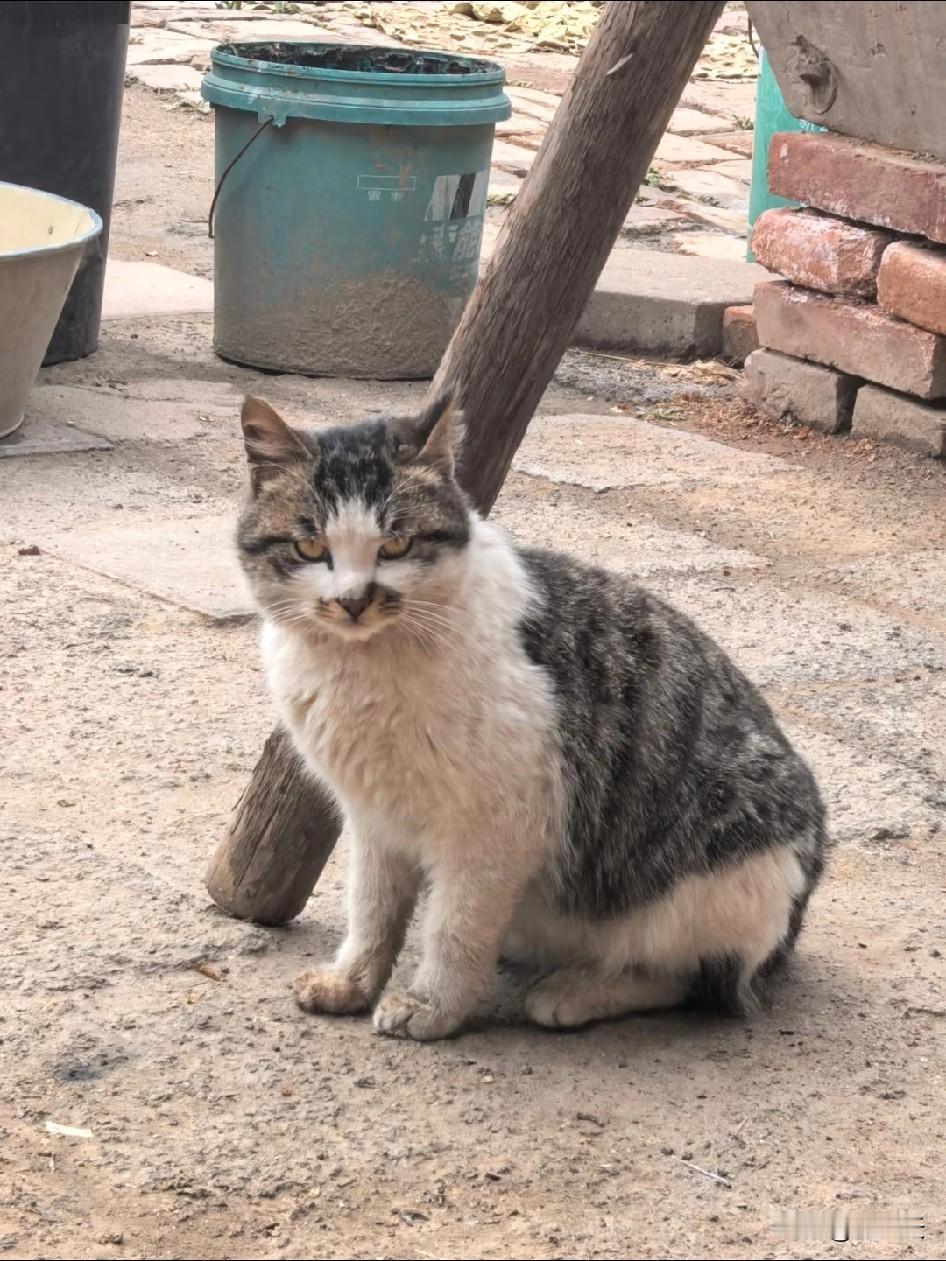 姥姥家的二胖，是只主动赖在院子里的野猫。我家猫叫胖胖，便顺口给它取了这个名。它三