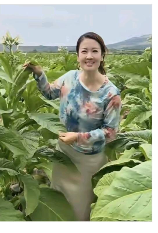 今年烟叶大丰收；
我种烟叶名牌的；
著名东北蛟河烟；
抽的莜面不呛鼻；
烟灰都是