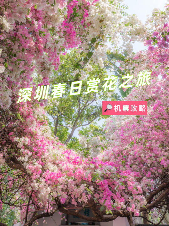 深圳春日赏花攻略，这样订机票敲省❗️