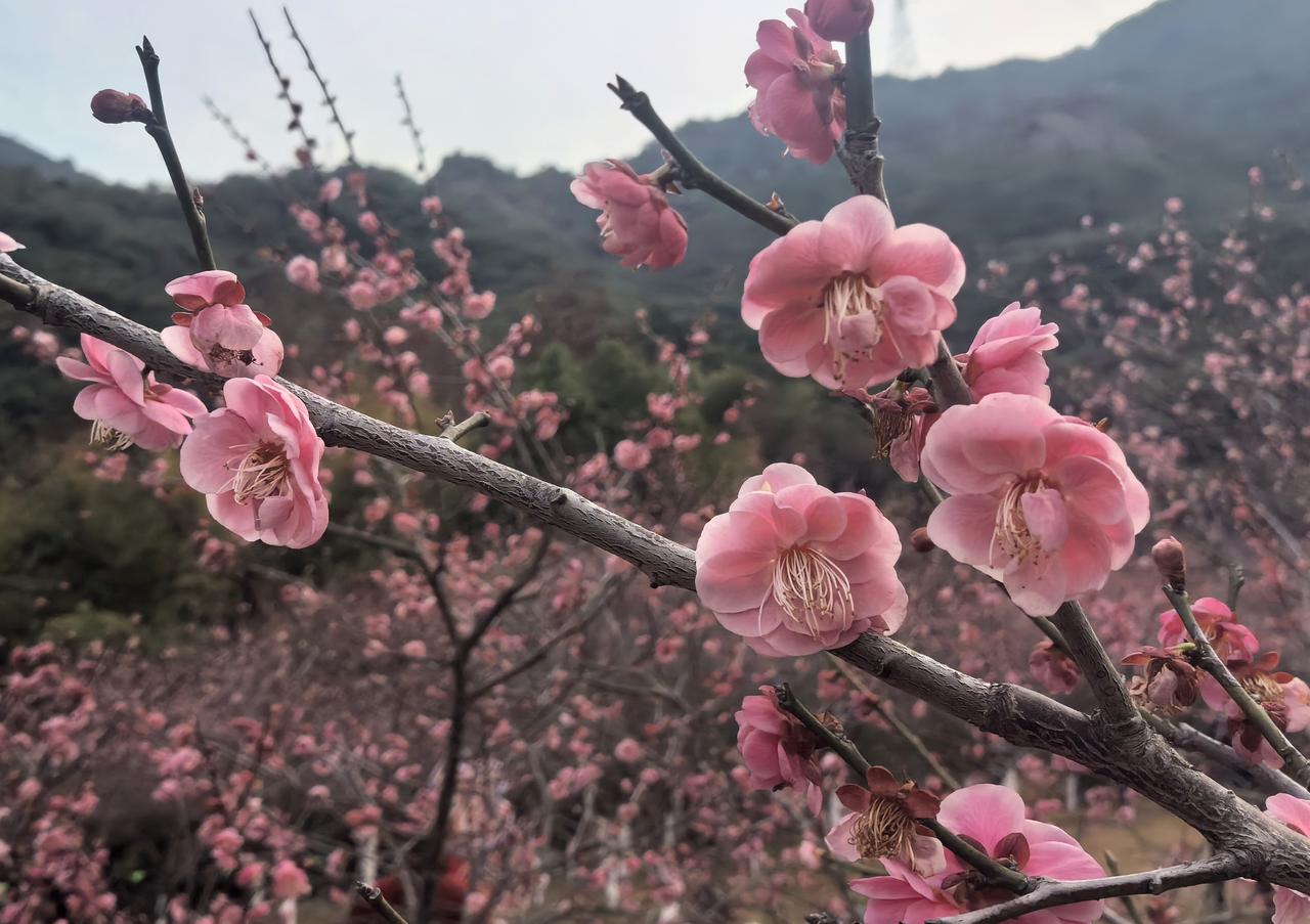 五绝·冷雨
冷雨震梅花，
寒烟润柳芽。
春来无人赏，
风影自横斜。