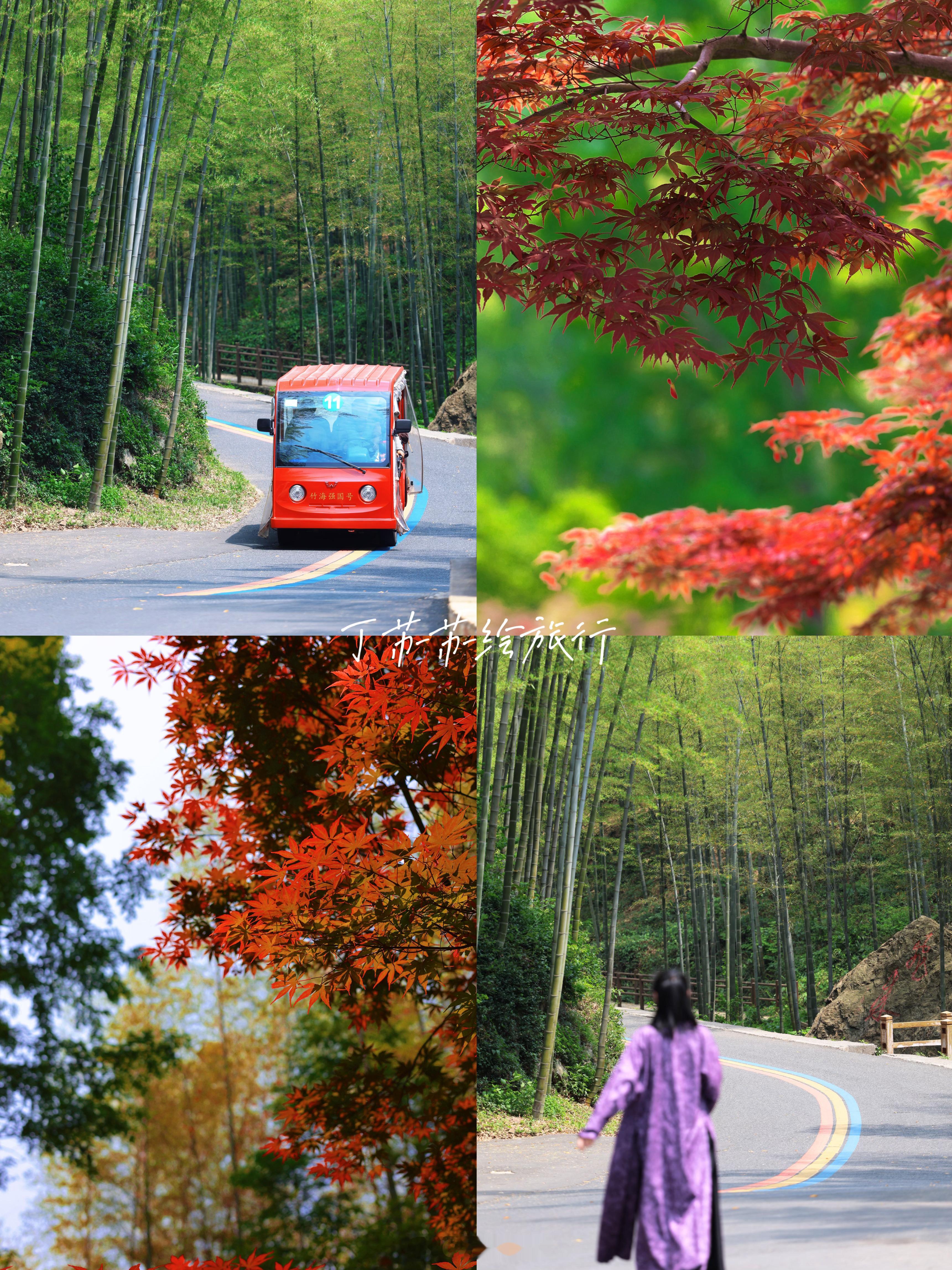 竹海红枫共赏🎋唯有宜兴🔟景五月游以满山竹林景观，点缀红枫🍁我盘了条五一假期
