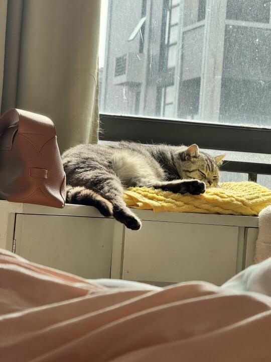 天氣好好，晒个太阳睡觉💤