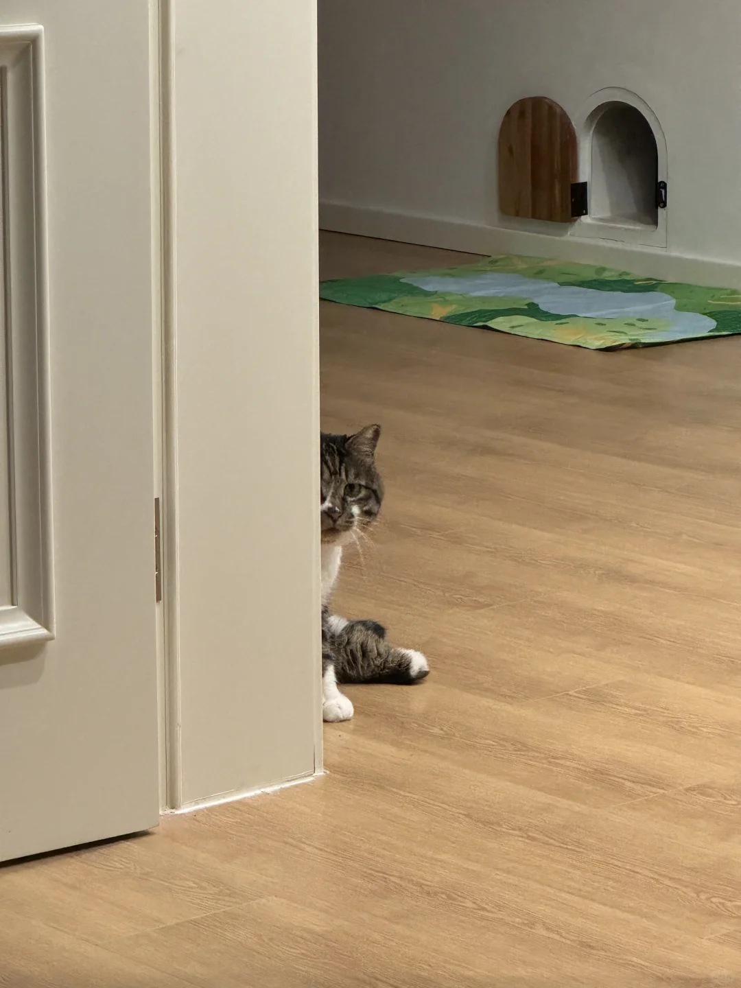 一些猫猫祟祟哒库存｜（live拍的有点晃🥹）