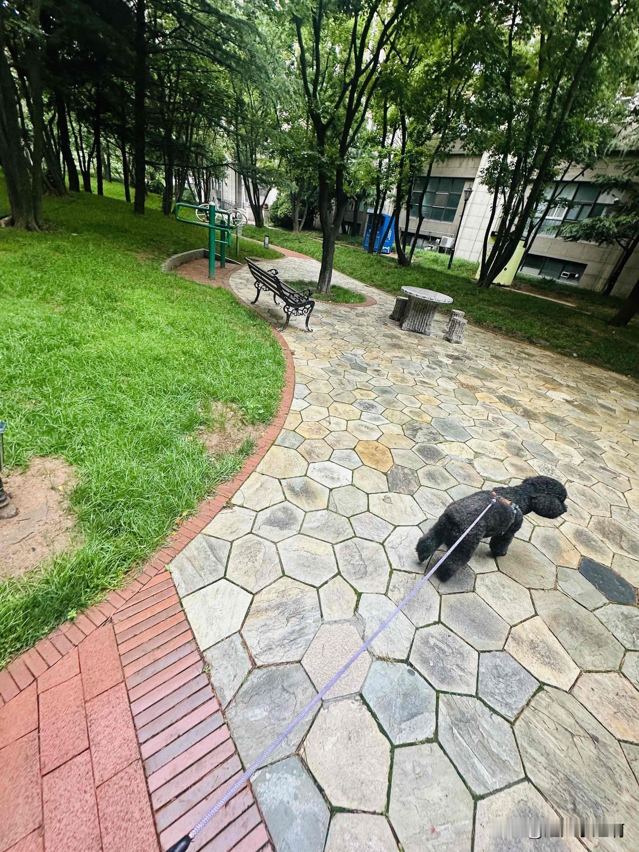 不要去轻易批评泰迪它真的能记住事情，真的懂事。
赵百万前几天总是哼哼把我惹毛了骂