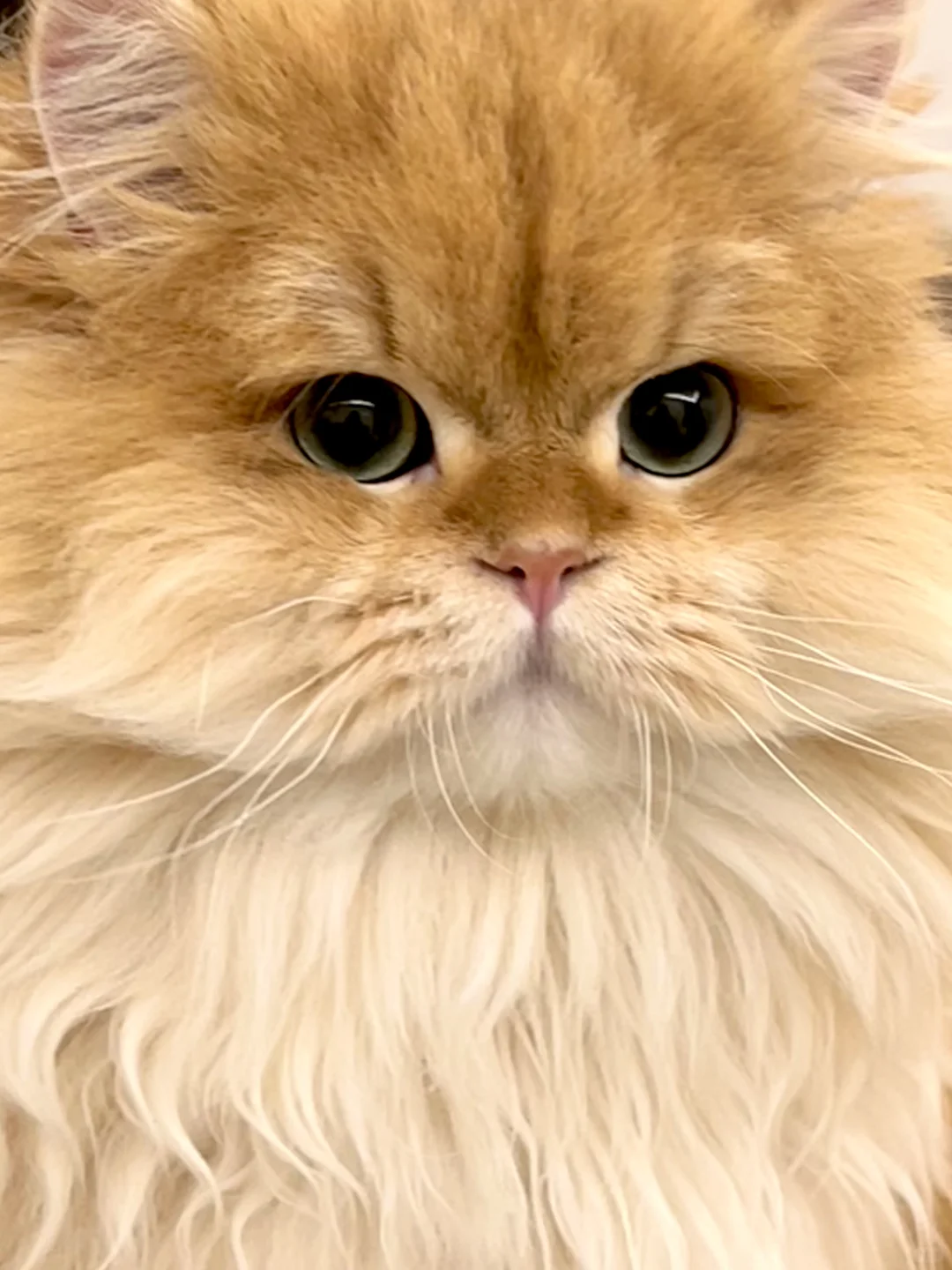 这小嘴谁敢亲呀👀