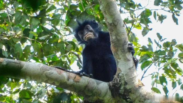 （BBC）一种生活在刚果民主共和国森林中的猴子，嘴唇呈醒目的粉橙色，脸部呈黑色，