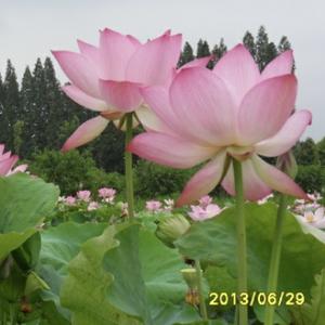 金钺奶奶在武汉