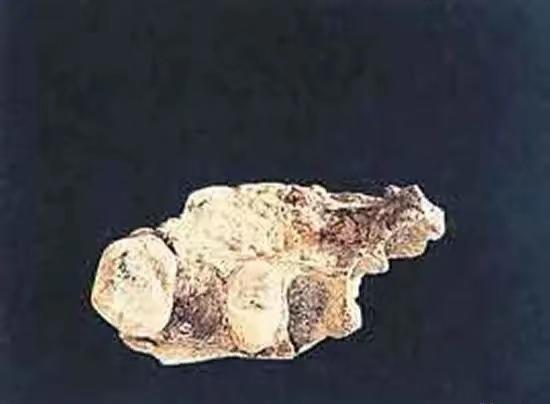 1957年，考古学家贾兰坡在宜昌长阳考察，听几个乡民私下议论：“人头般大的龙骨老