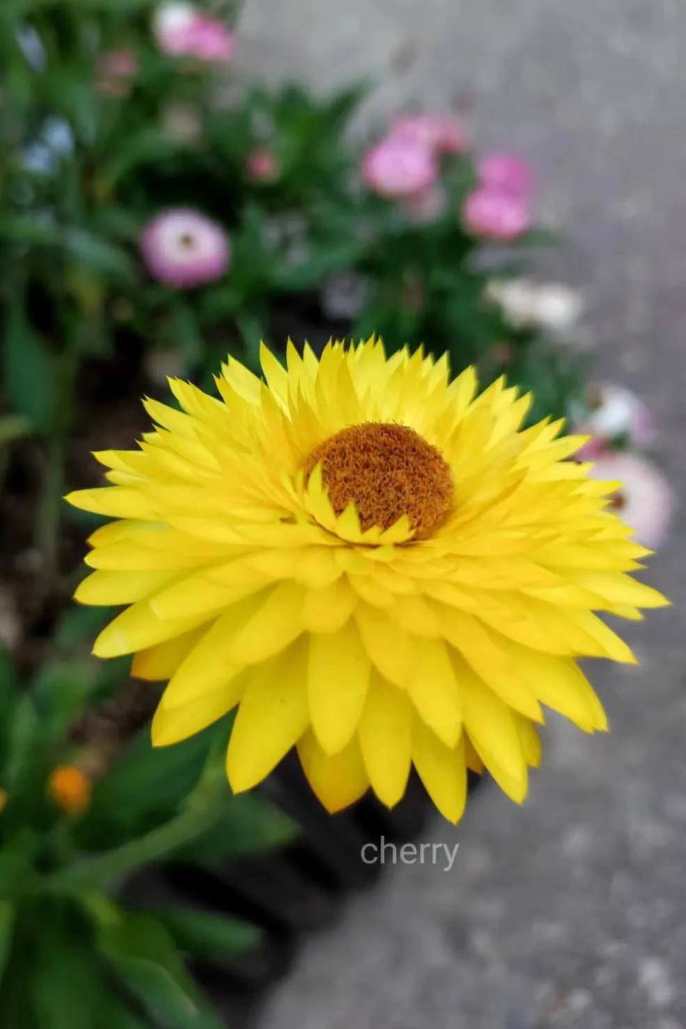 上联：菊花灿烂舞秋雨。
菊花绽放得无比灿烂，在秋风秋雨的吹拂浸润之下，似是灵动的