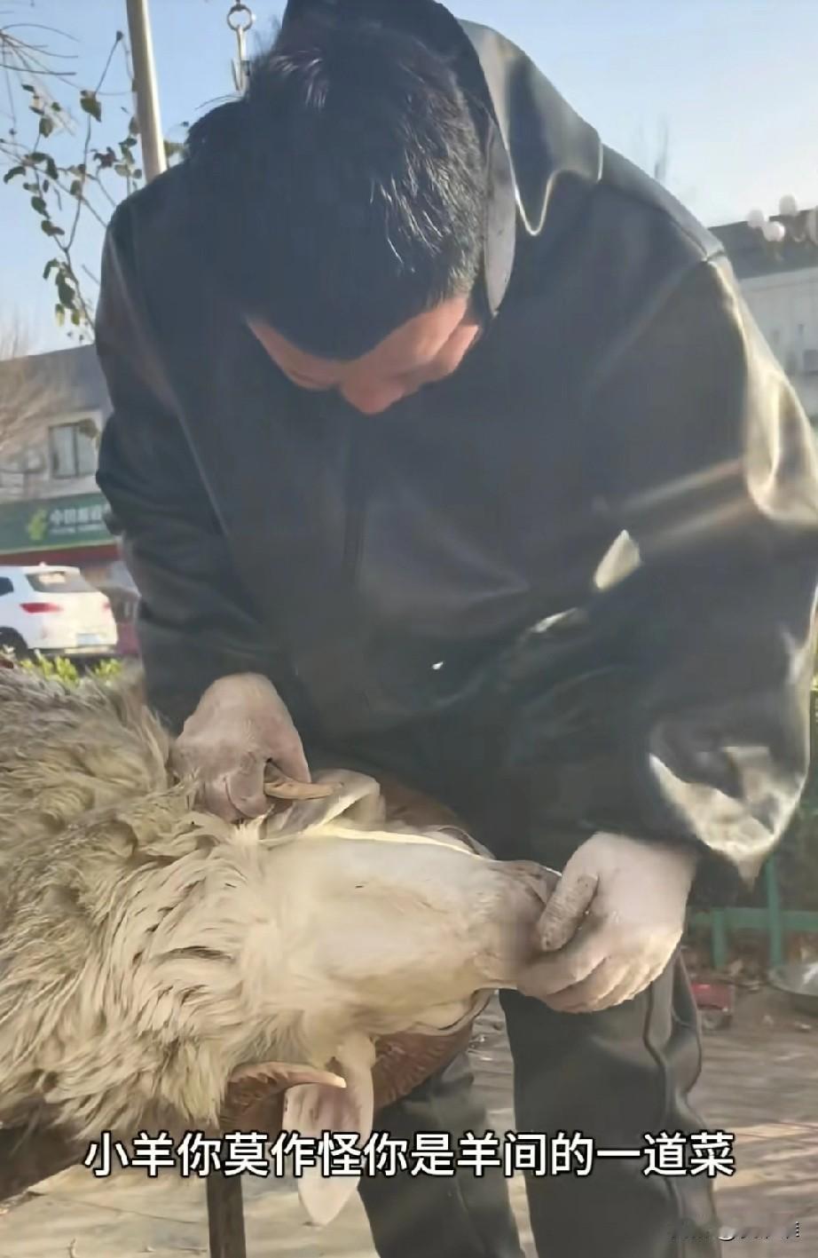 山东有位大叔，家里养了只羊，平时特别乖，不闹也不顶人，全家人都喜欢它，最近大叔打