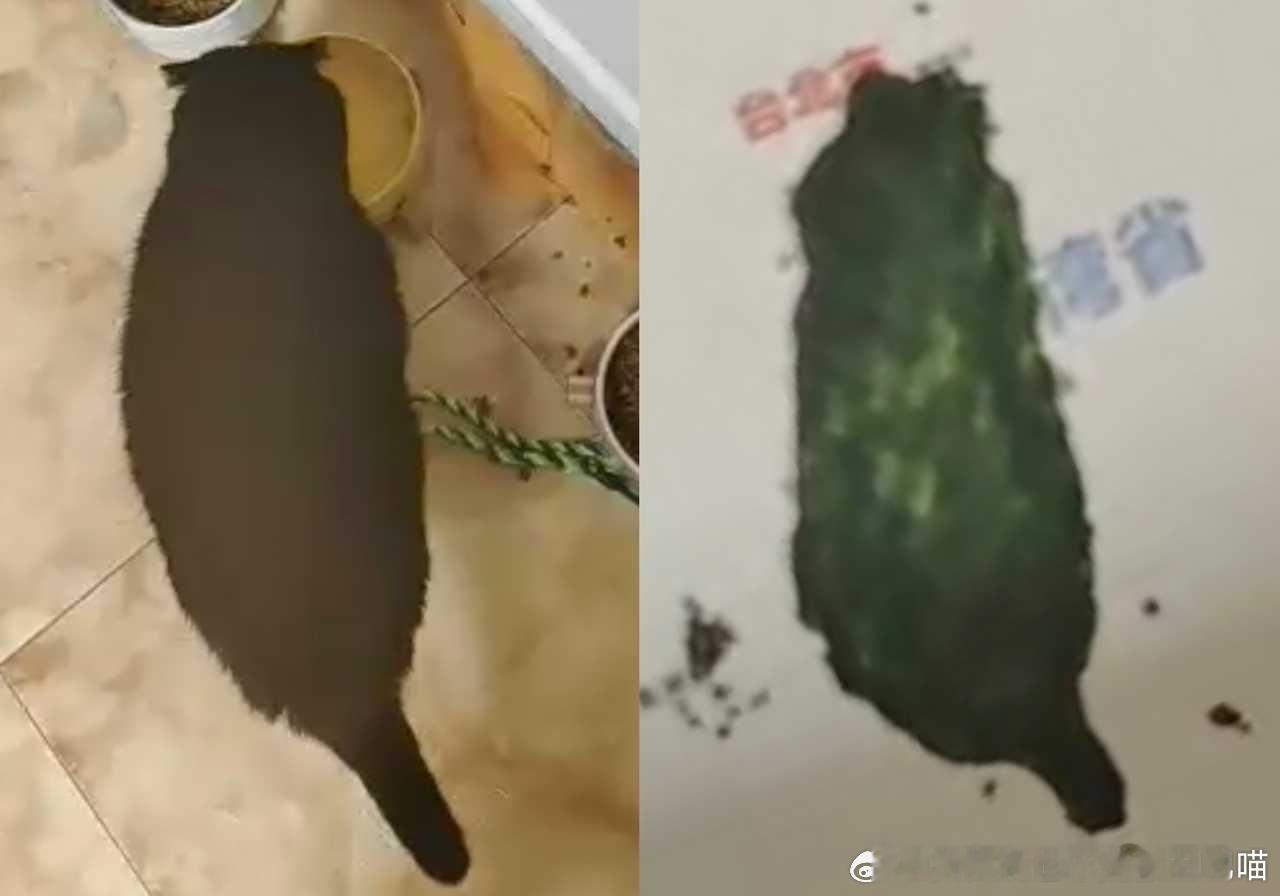 49028【丑猫】偶然发现这个凑凑咪像台湾省 