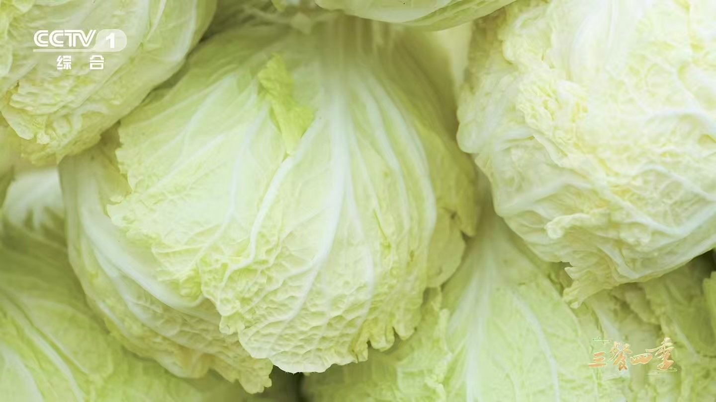 河南有种白菜甜到能当水果吃 苗桥白菜糖分高、汁水足，咬下去“咔哧”一声特别治愈。