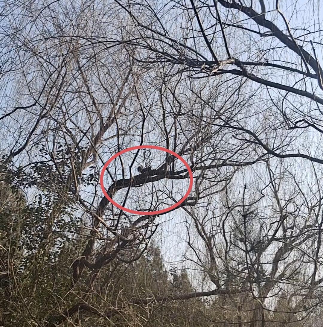 分享我这周有趣的事：今天早上爬山碰到一只小白狗远远的冲过来，吓了一跳。

还以为