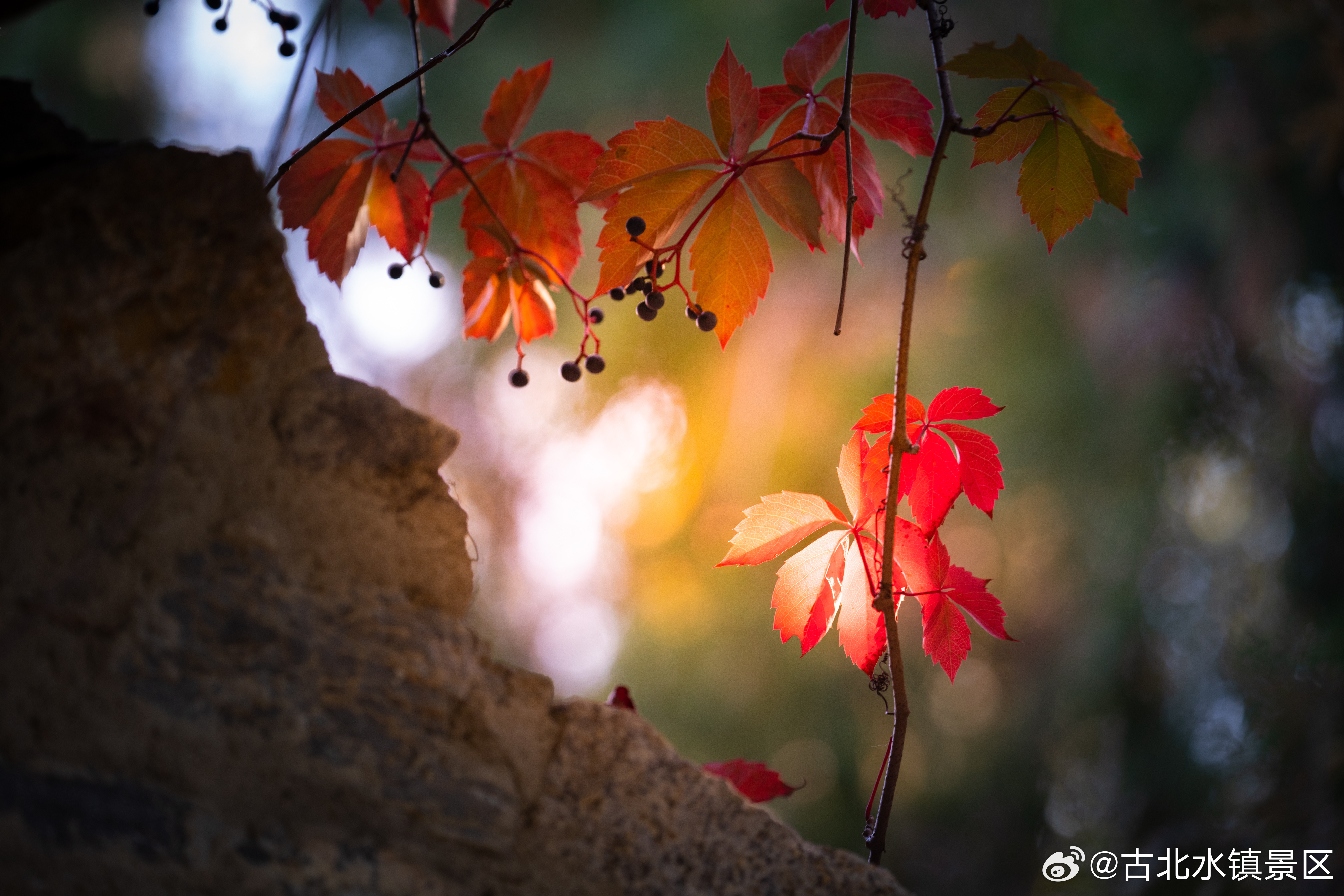 当阳光划过屋檐，晨雾散入远山;古北水镇的一天，缓缓展开。早安,宝子们~#古北水镇