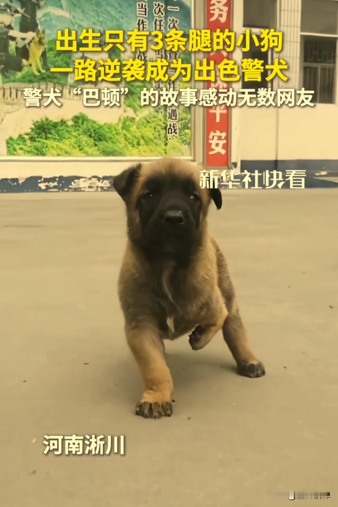 天生残疾又如何，不被看好又如何，这只出生只有3条腿的小狗，一路逆袭成为一只出色的