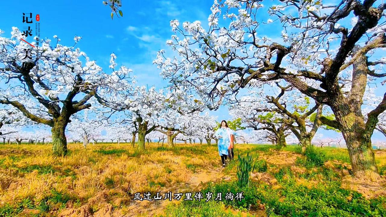 黄土塬上的春日惊鸿，这洁白太震撼了！🌾黄土地酝酿一冬的力量，终于在春天迸发成枝