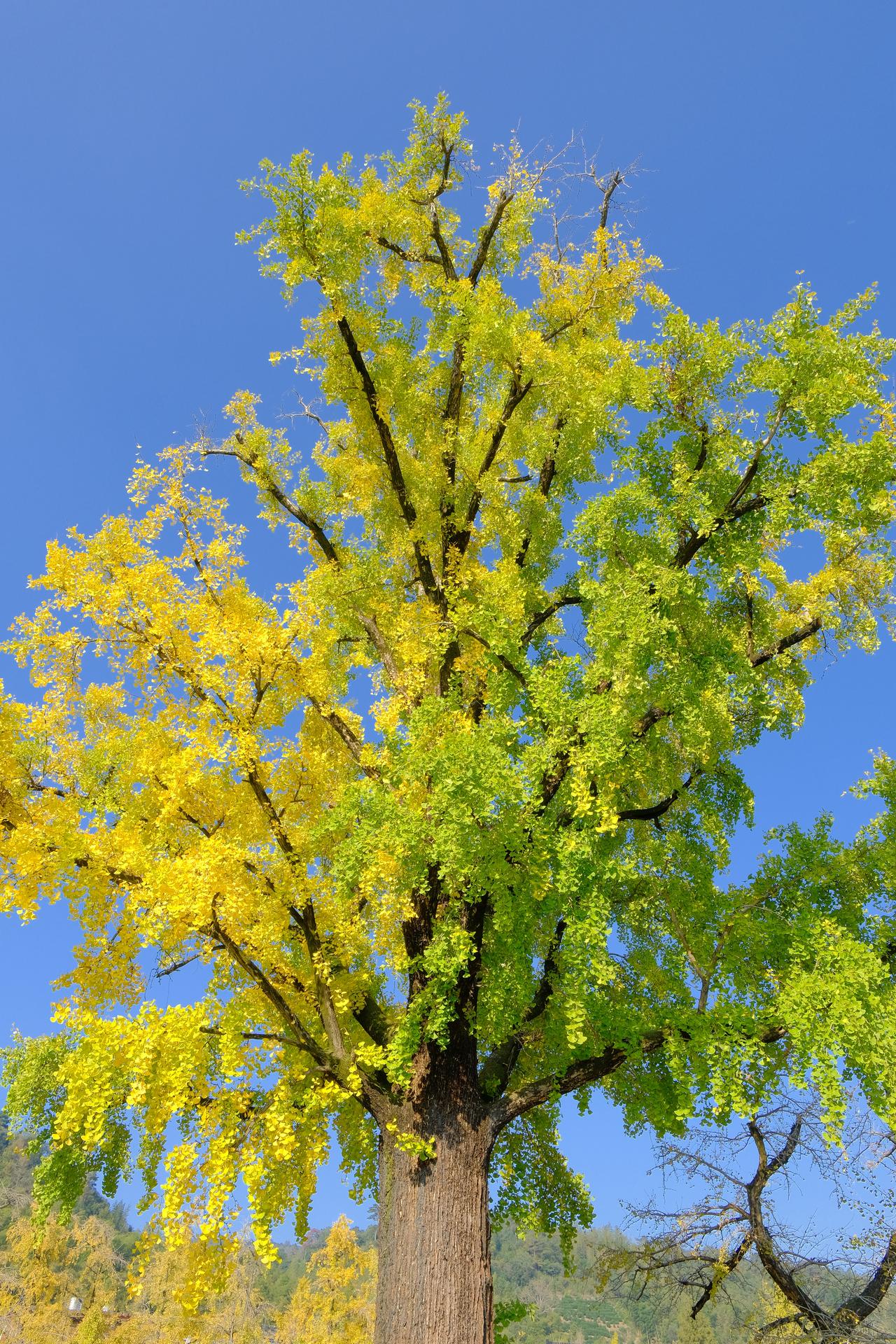 秋日暖阳下的银杏树，金黄色的叶子在阳光下熠熠生辉，美不胜收！🍂🌞
