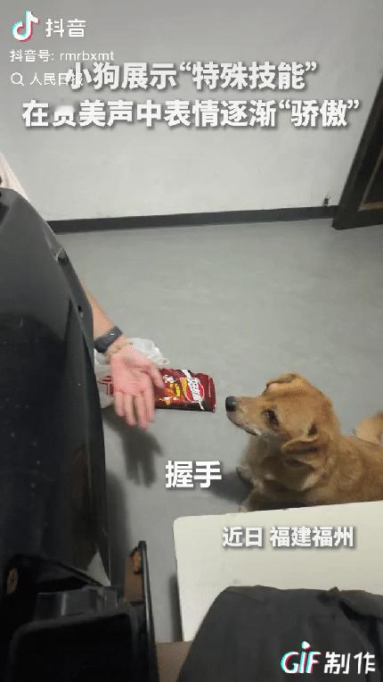 笑不活了，福建福州，一只小黄狗在主人朋友面前表演，朋友本以为小狗就会一点普通动作