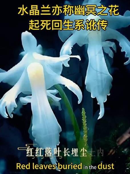 重庆惊现上百株“冥界之花”，触碰即枯背后藏着特殊生存密码
 
重庆两处区域近日发