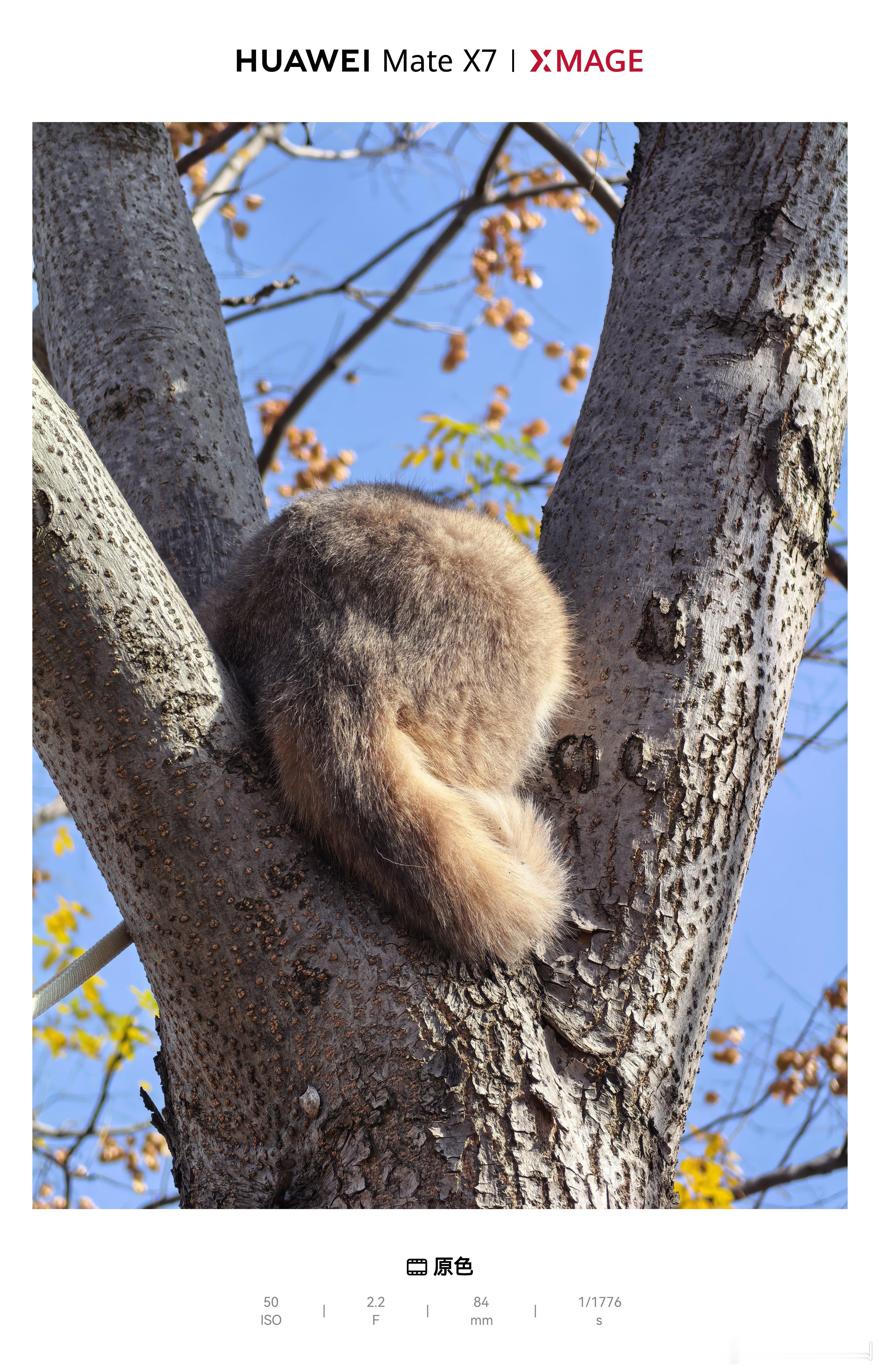 谁家大屁股在树上呀？原来是我家的呀！