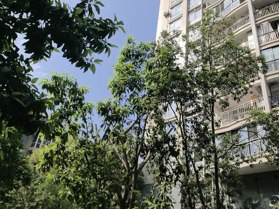 重庆升温了。重庆的火炉慢慢的燃烧起来了。喜欢烤火的。快来重庆。天然的大烤炉。