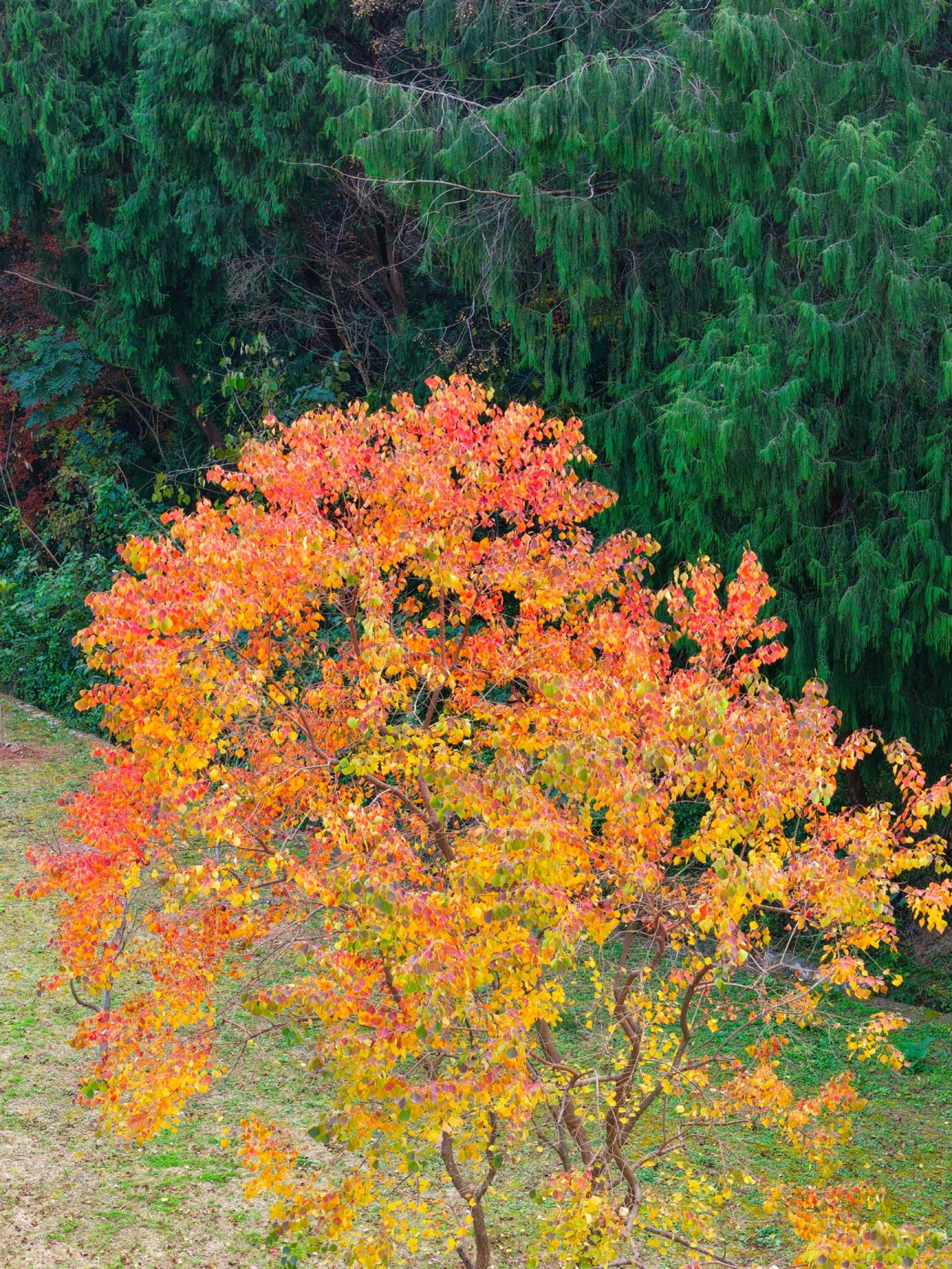 乌桕平生老染工，错将铁皂作猩红。请相信古人严选的审美观，乌桕树真的是大自然赠予人