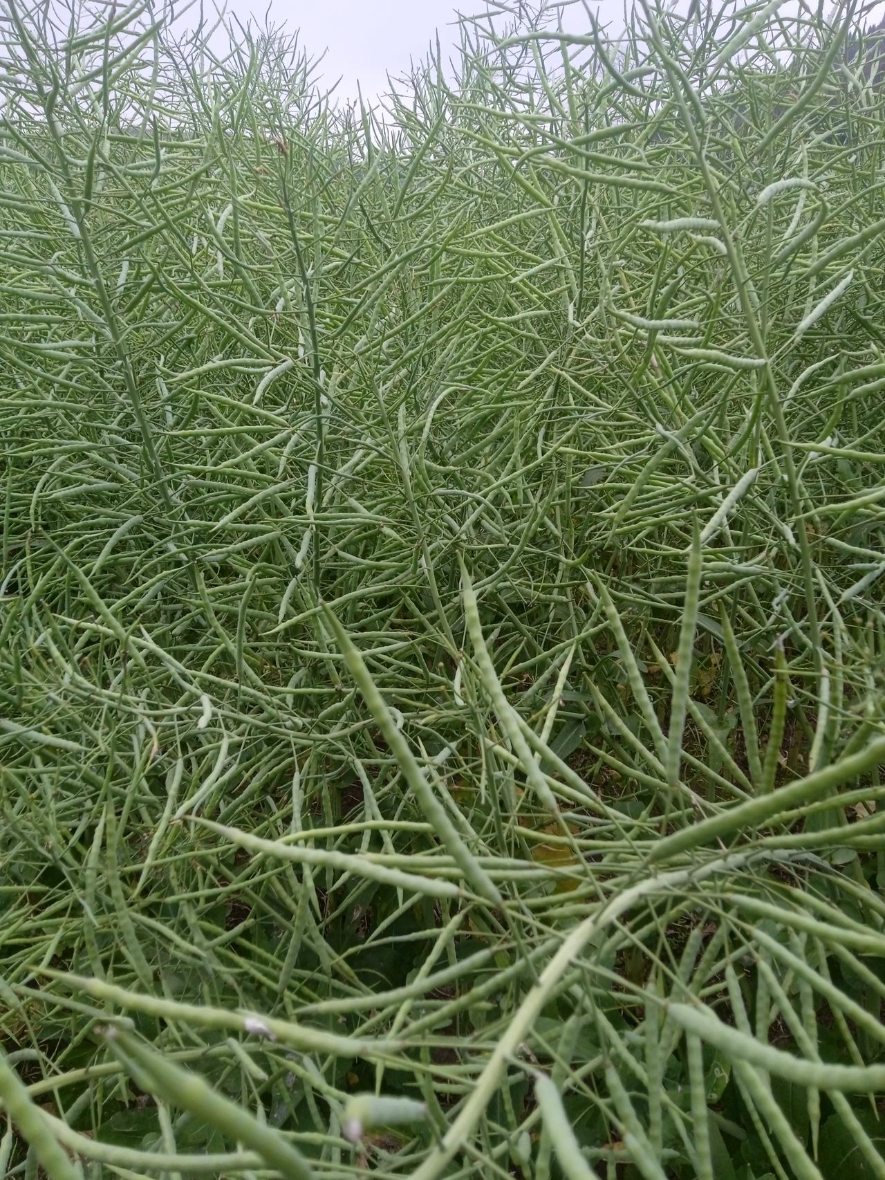 “社会就是一个大筛子，用学历筛掉了不努力的孩子，用房子筛掉了不努力的父母，用工作