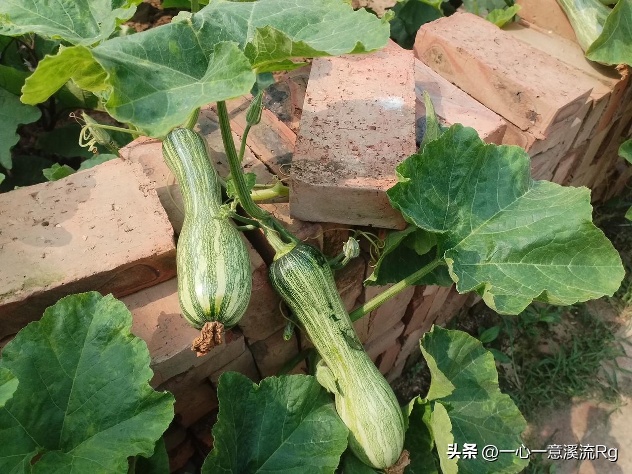 众友友晚上好！上午打完了二亩多地除草剂，天气很热，玉米已6片叶了，是顺垄本一趟趟