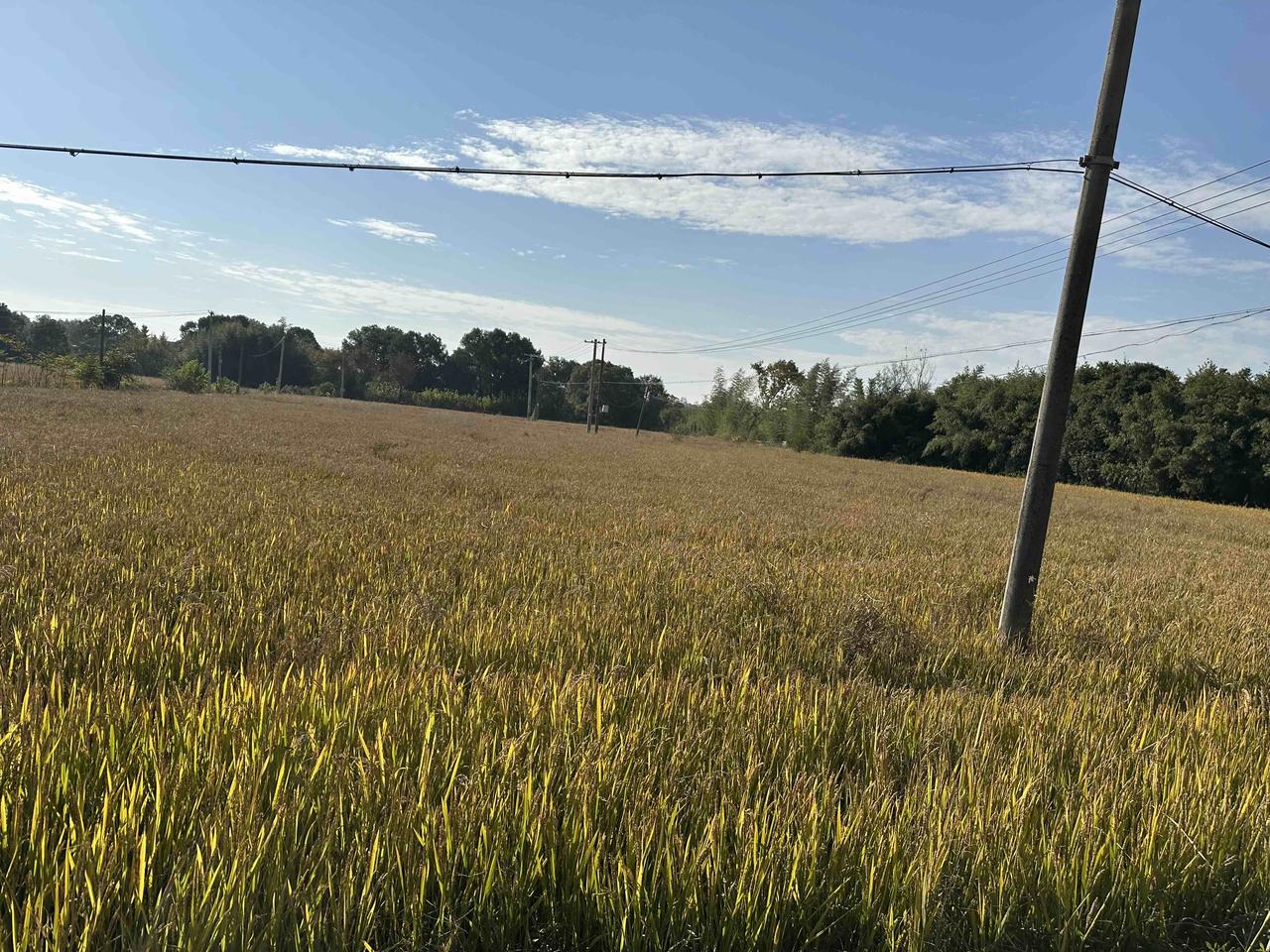 又到了丰收的季节，回村的路上，一眼望不到边的稻田铺成了金色的海洋。微风拂过，稻穗
