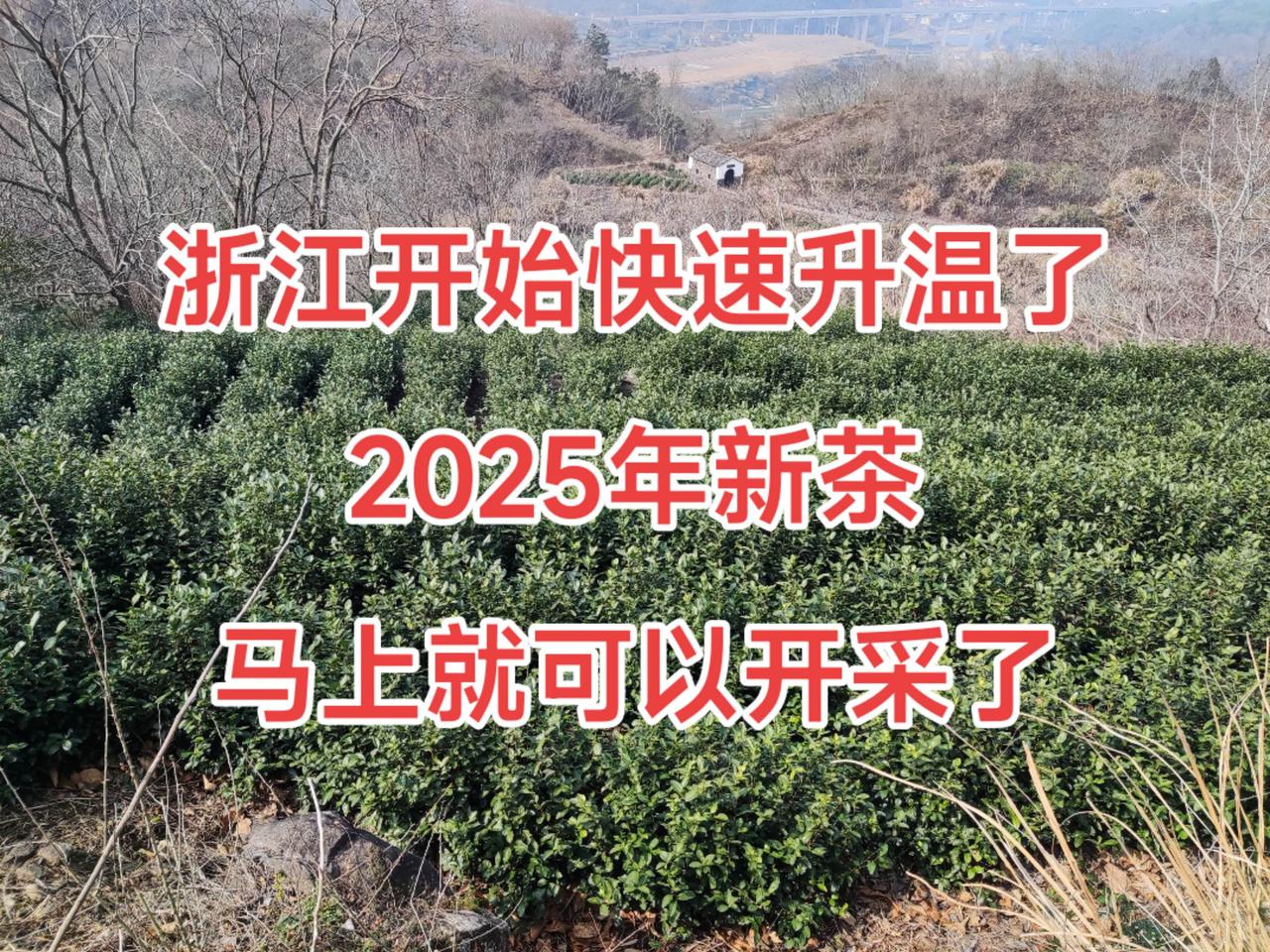 浙江开始快速升温了，2025年新茶马上就可以采摘了自家茶园 今天你喝茶了吗
