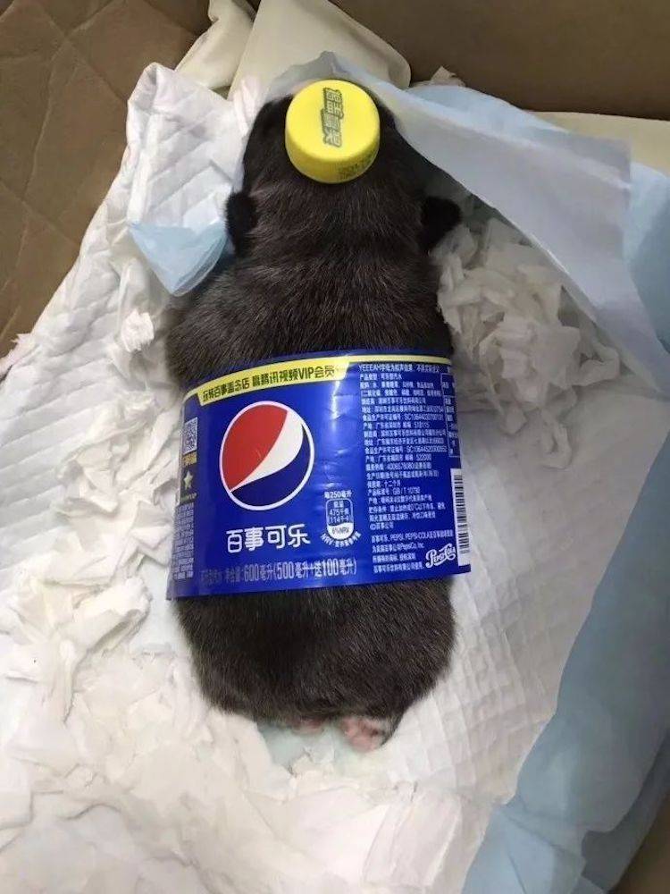 小狗饮料，喝前摇一摇 ​​​
