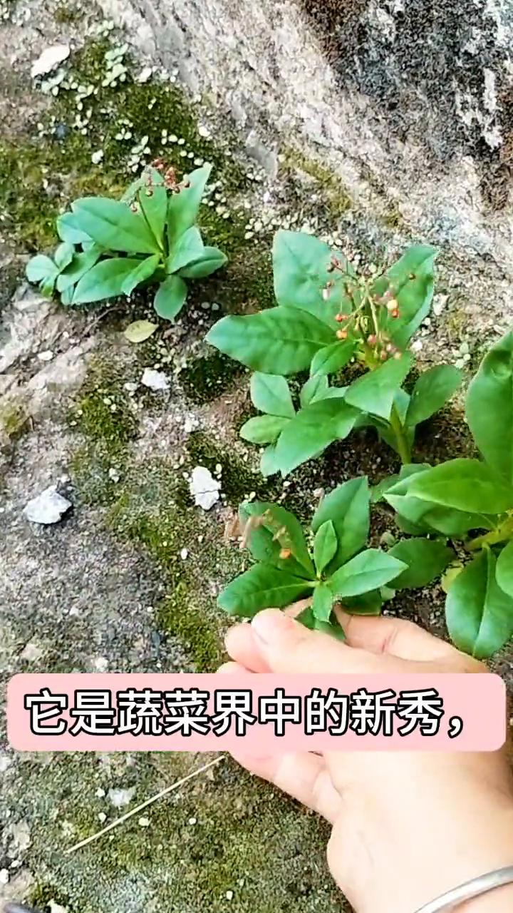 大家请注意看，这就是被称为南方人参的杜参参了。它的生命力非常顽强，墙头石缝里也能