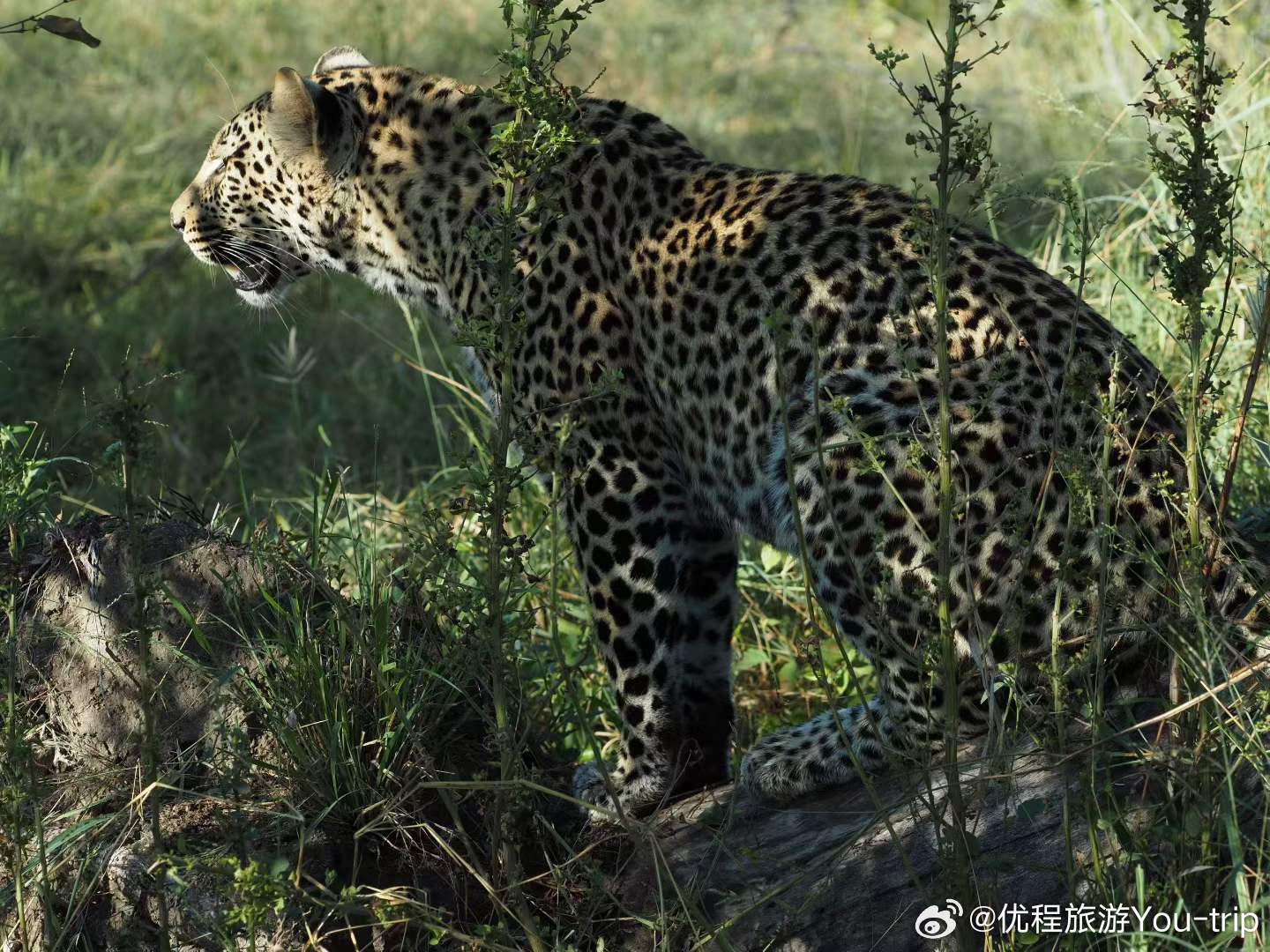 抵达南非的第二天非洲五霸已经全部集齐昨天早上的这场“弱肉强食”和“狭路相逢勇者胜